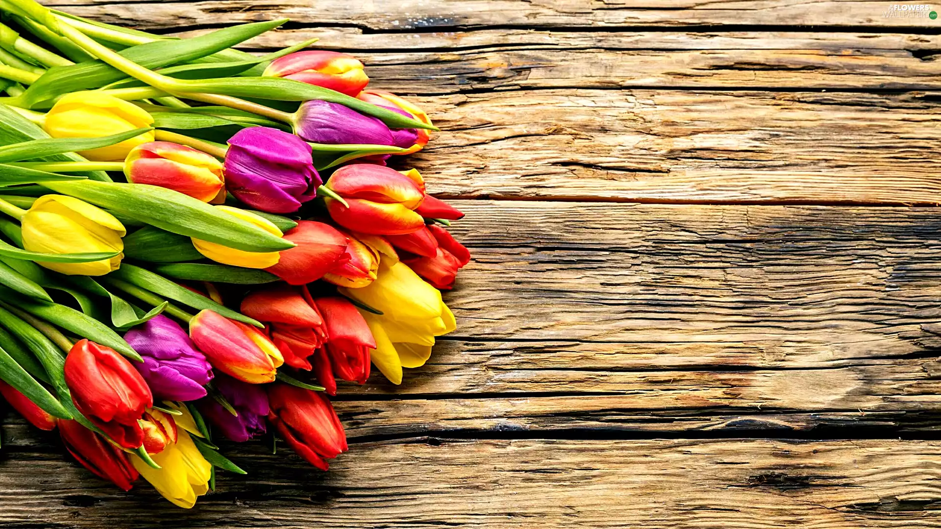 boarding, Flowers, Tulips