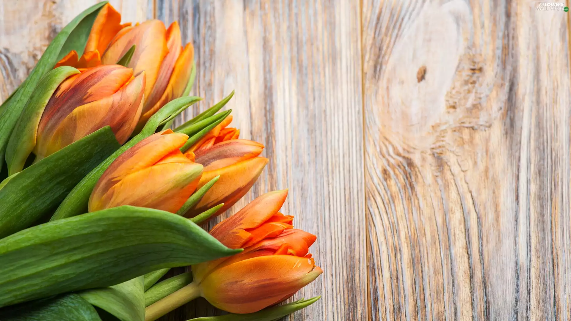boarding, Orange, Tulips
