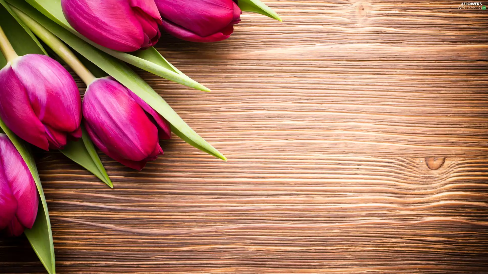 tulips, boarding, Tulips, five, Pink