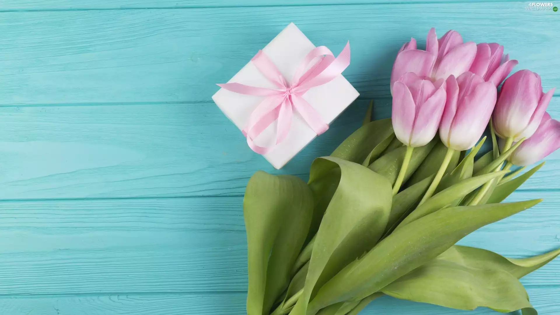 Blue, boarding, Tulips, Present, Pink