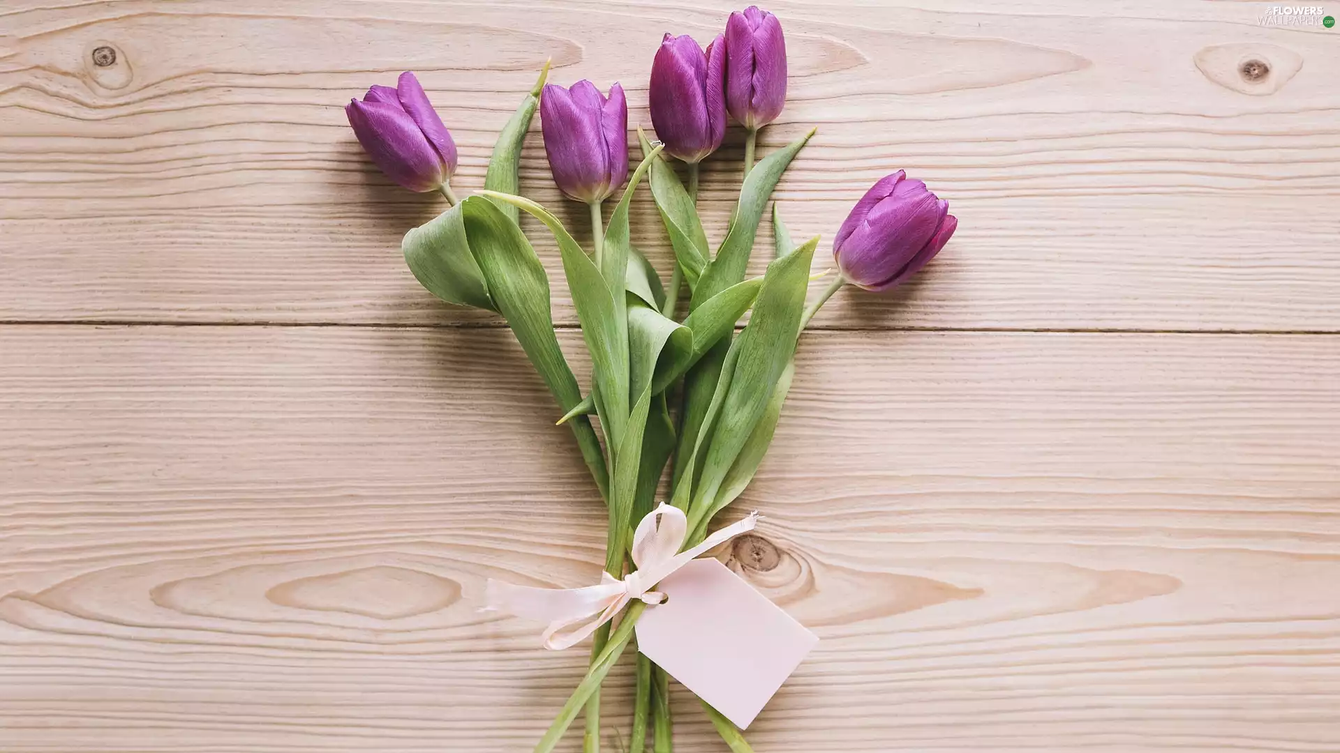 ribbon, boarding, Tulips, box, purple