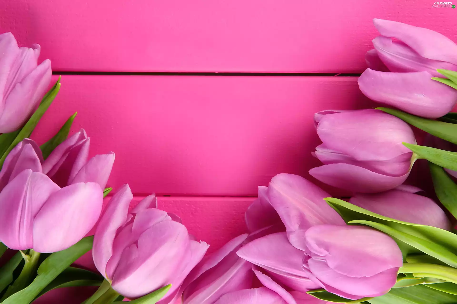 boarding, purple, Tulips