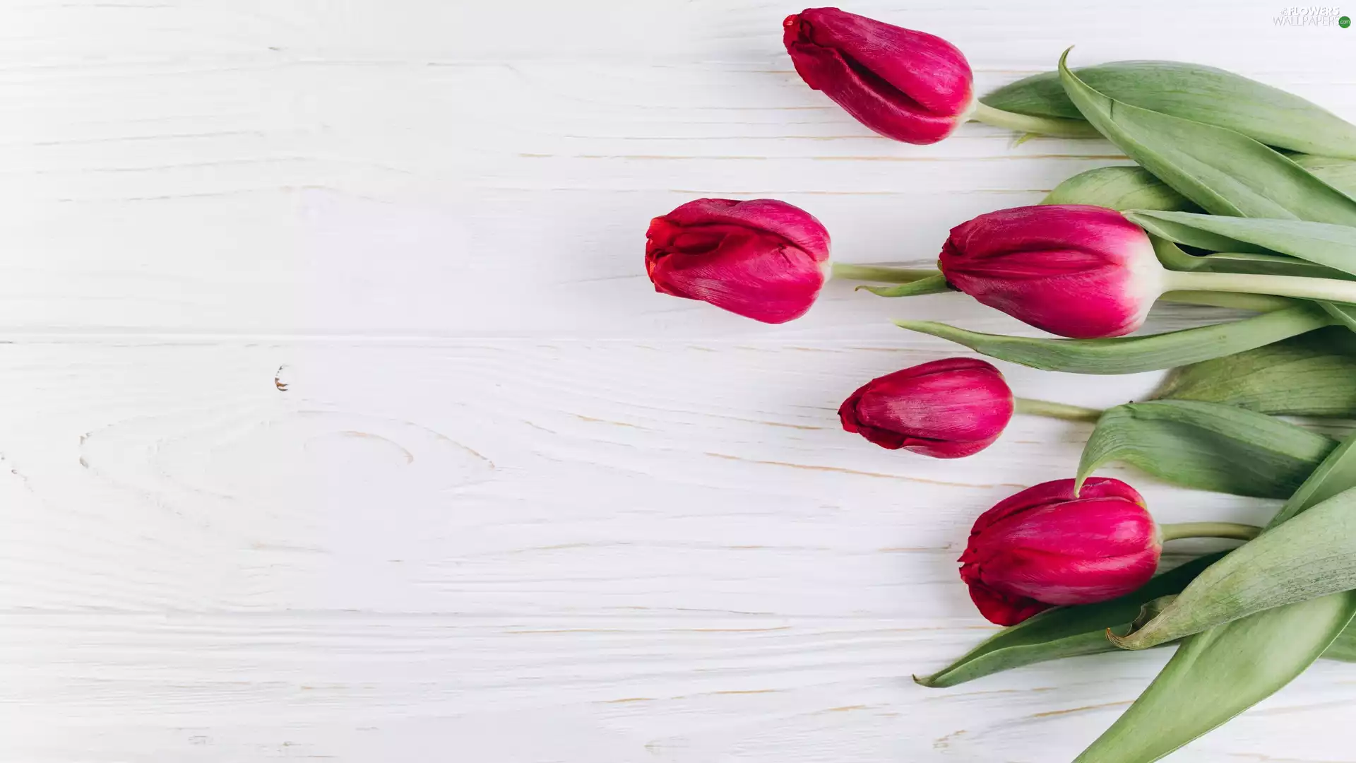 boarding, Red, Tulips