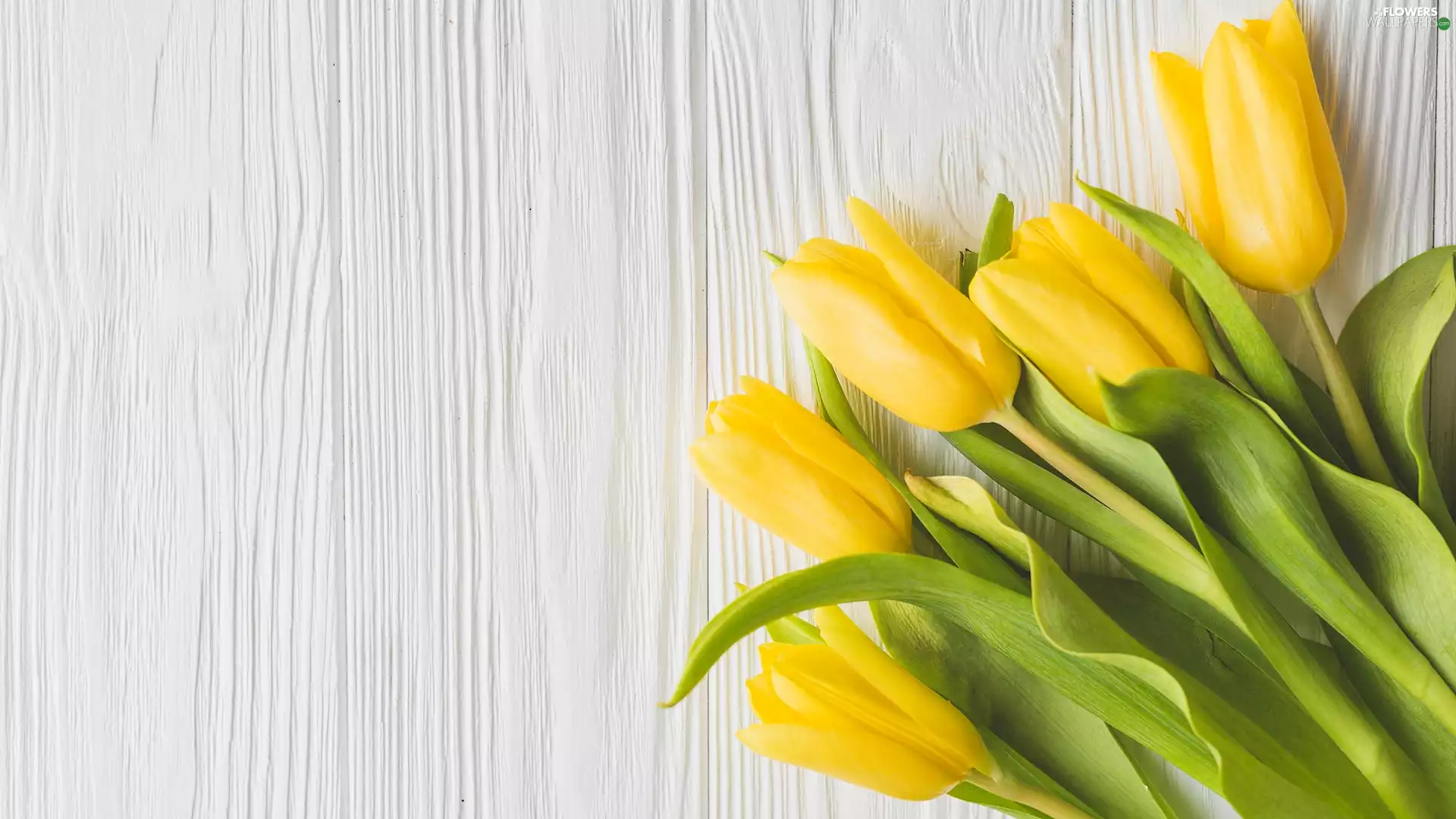 boarding, Yellow, Tulips
