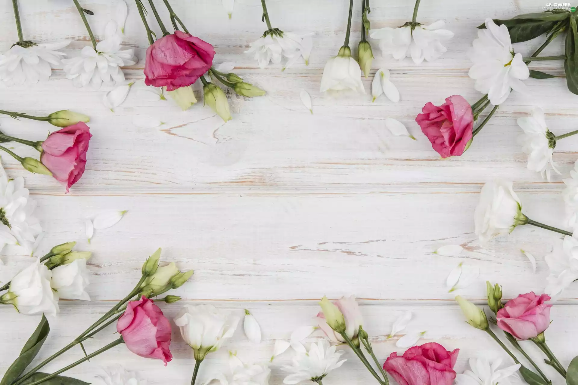 Eustomy, boarding, White, Pink, Flowers
