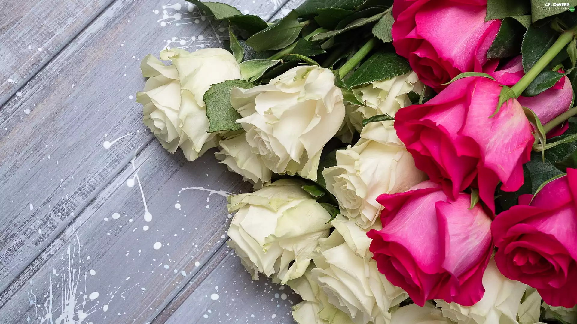 roses, boarding, White, Pink, Flowers