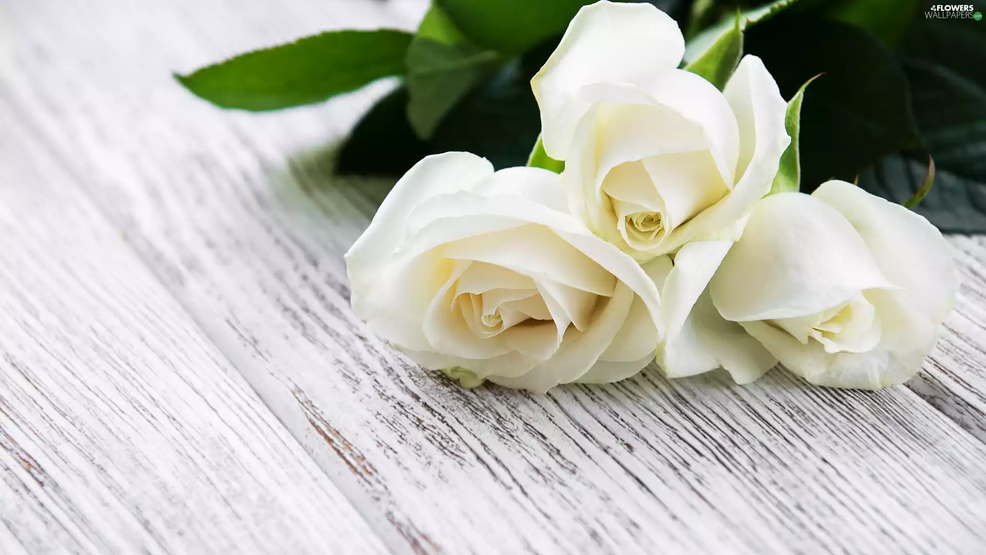 Leaf, boarding, White, roses, Three