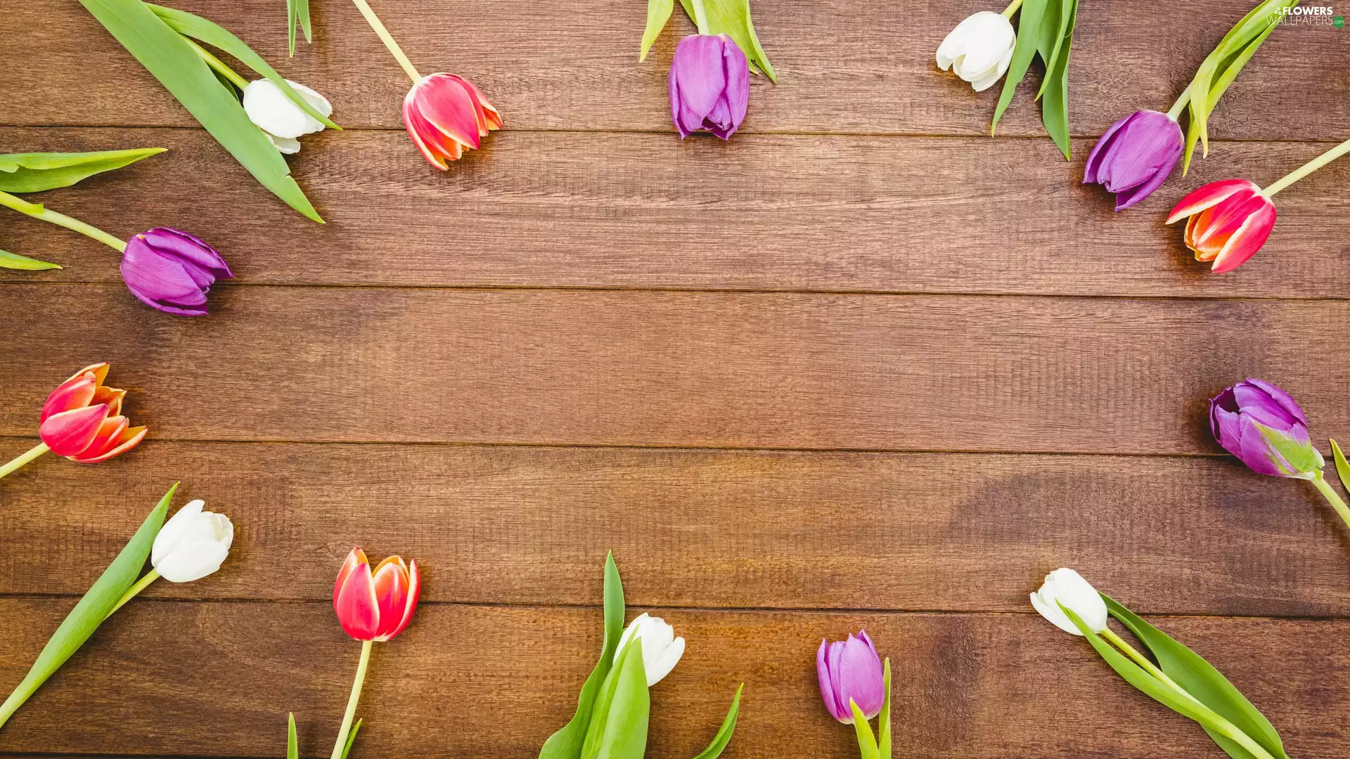 purple, boarding, White, Red, Tulips