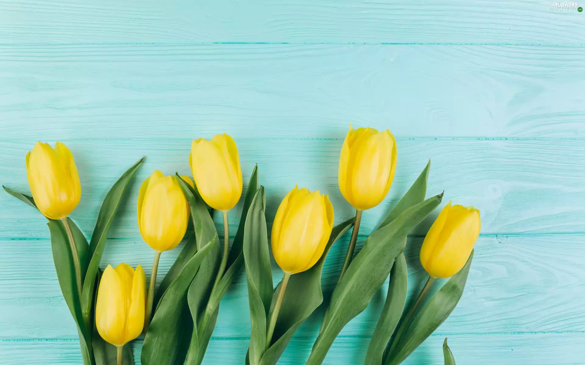 Blue, boarding, Yellow, Tulips, Flowers