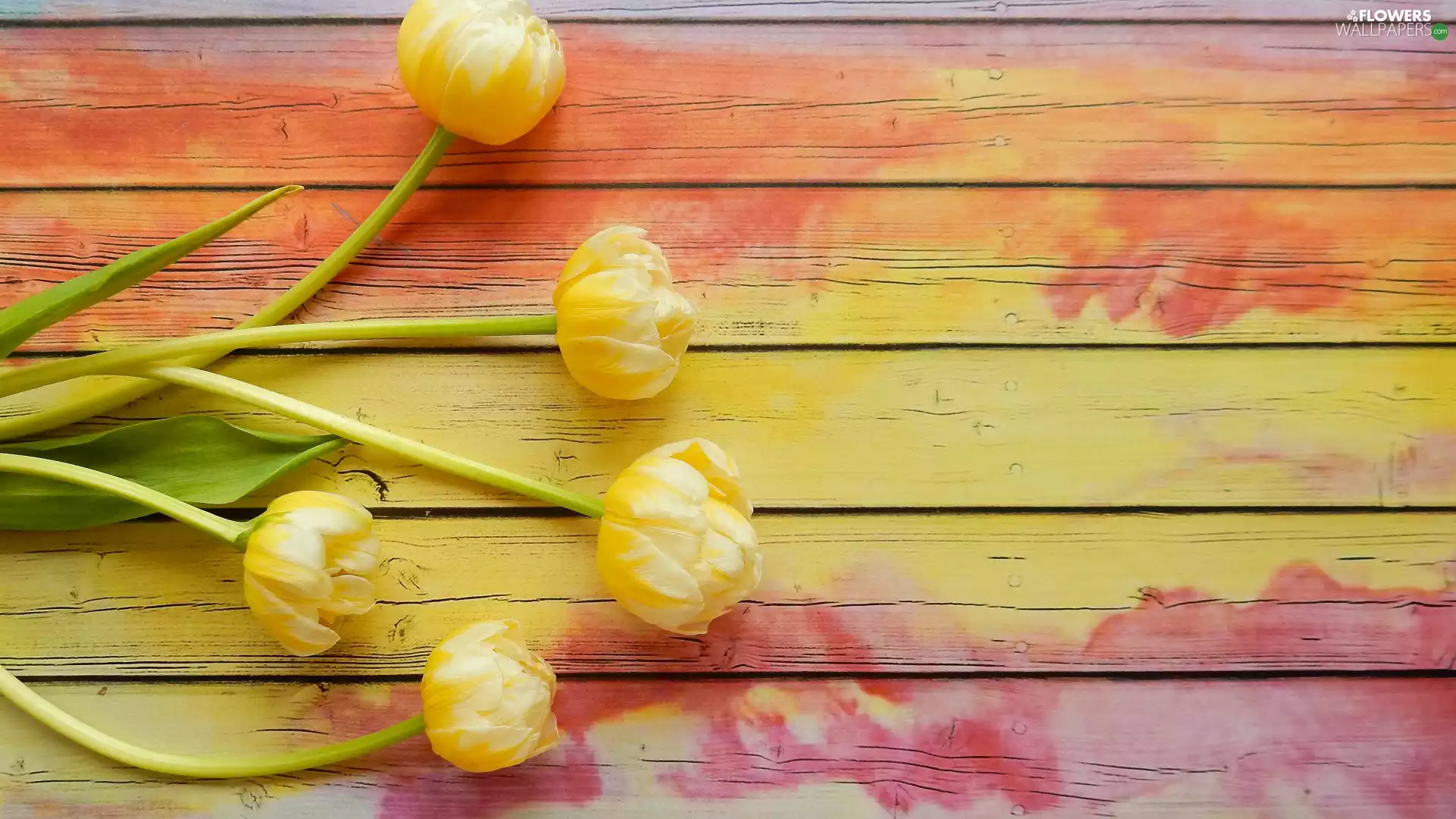 painted, boarding, Yellow, Tulips, Flowers