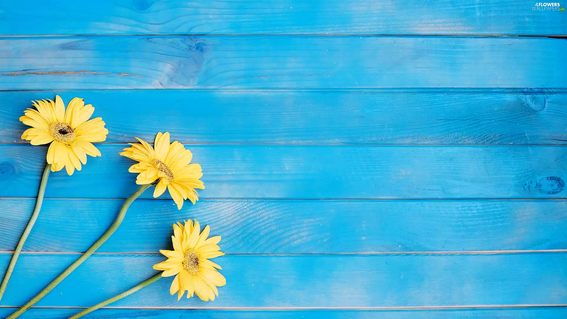 Blue, boarding, Yellow, gerberas, Three