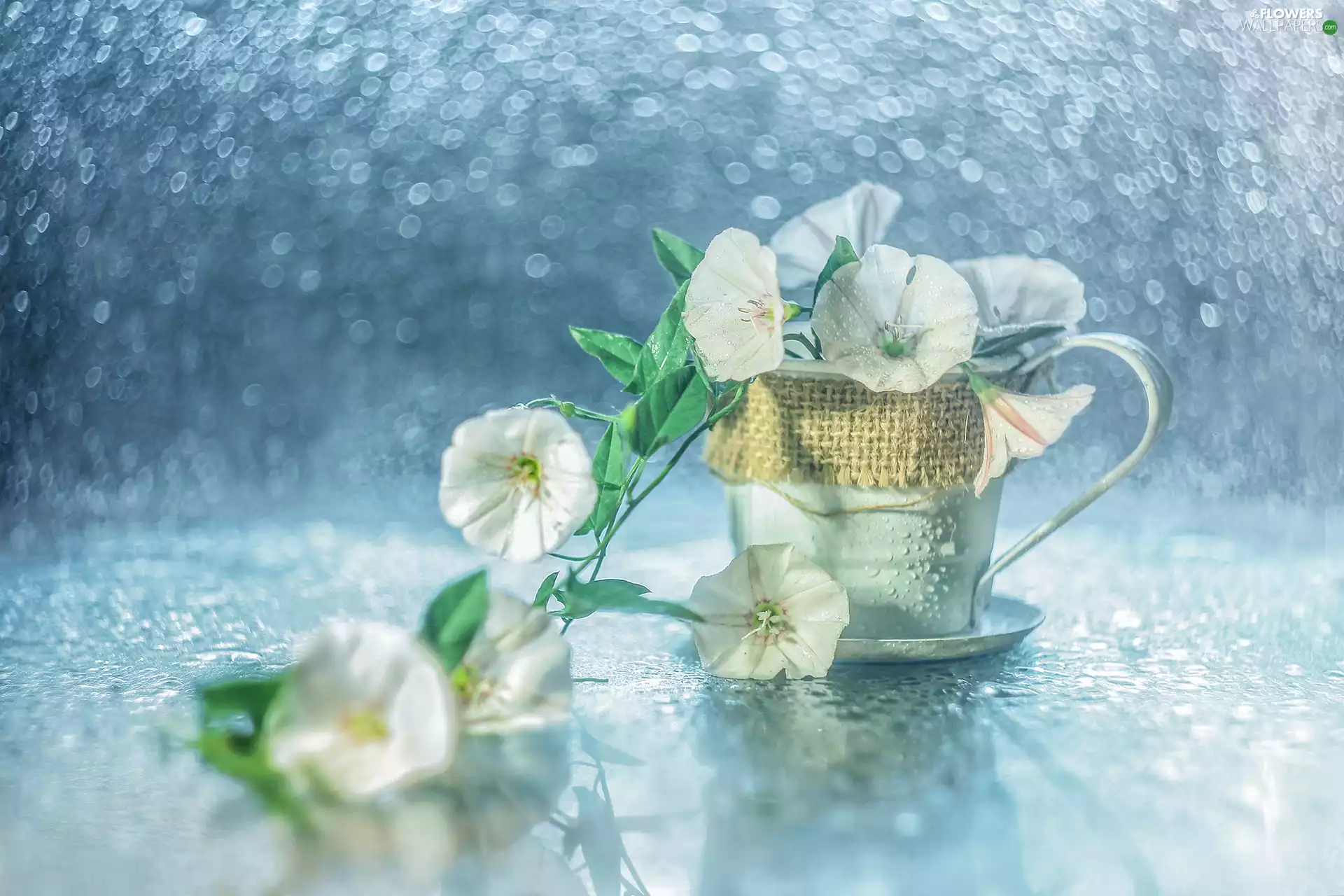 bindweed, cup, Bokeh, Flowers