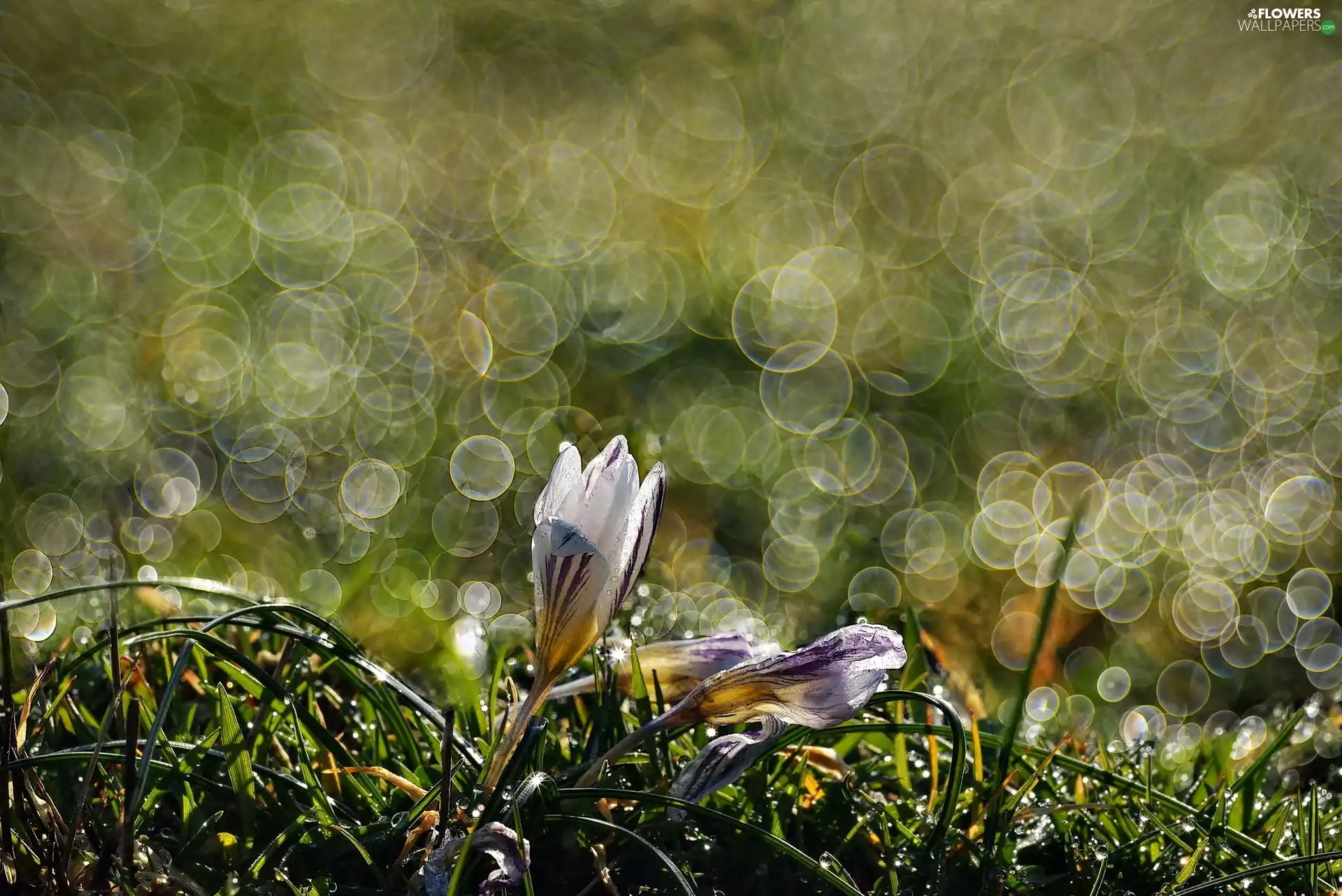 Bokeh, crocuses, Close