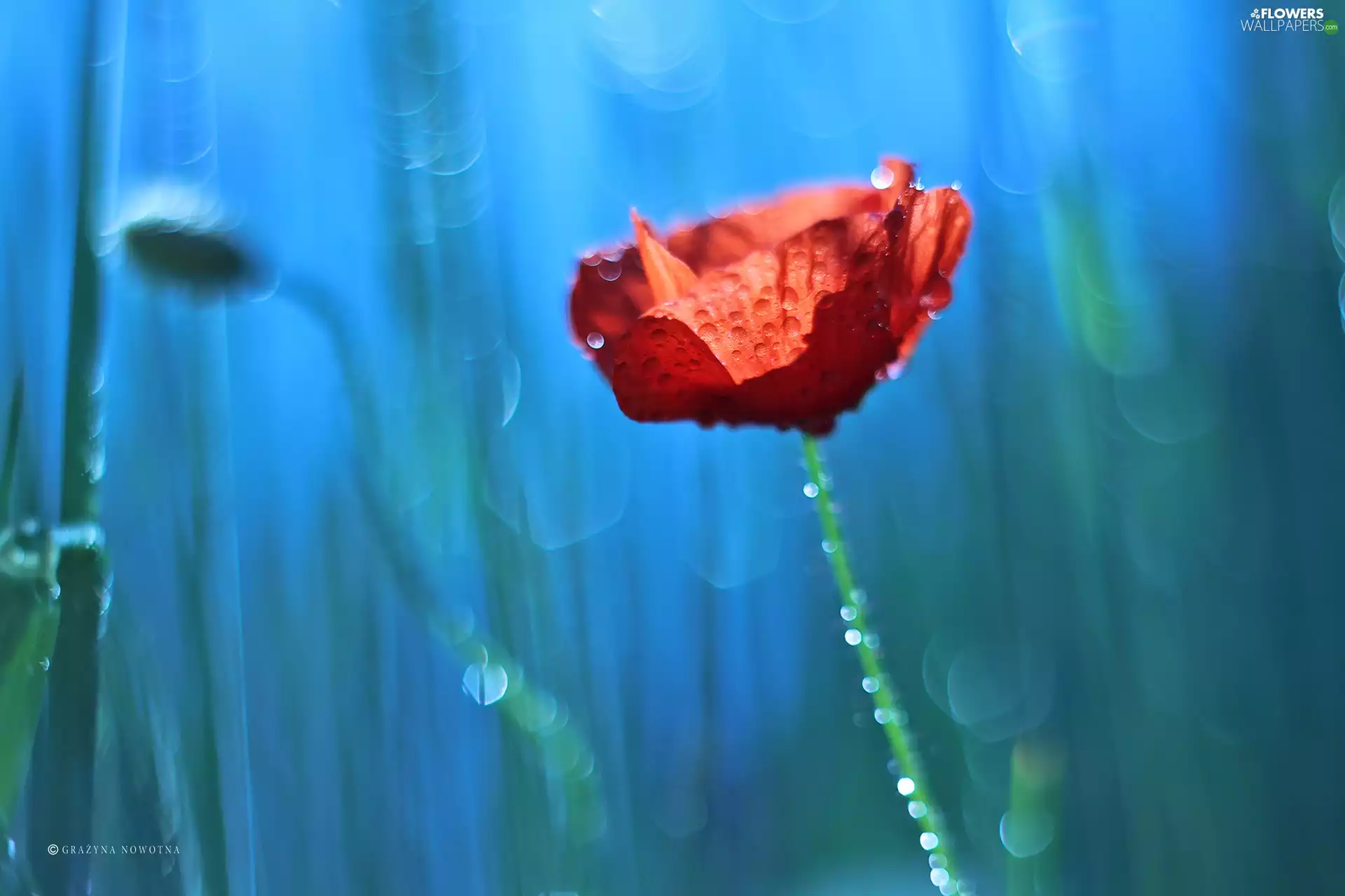 Red, red weed, Bokeh, Colourfull Flowers