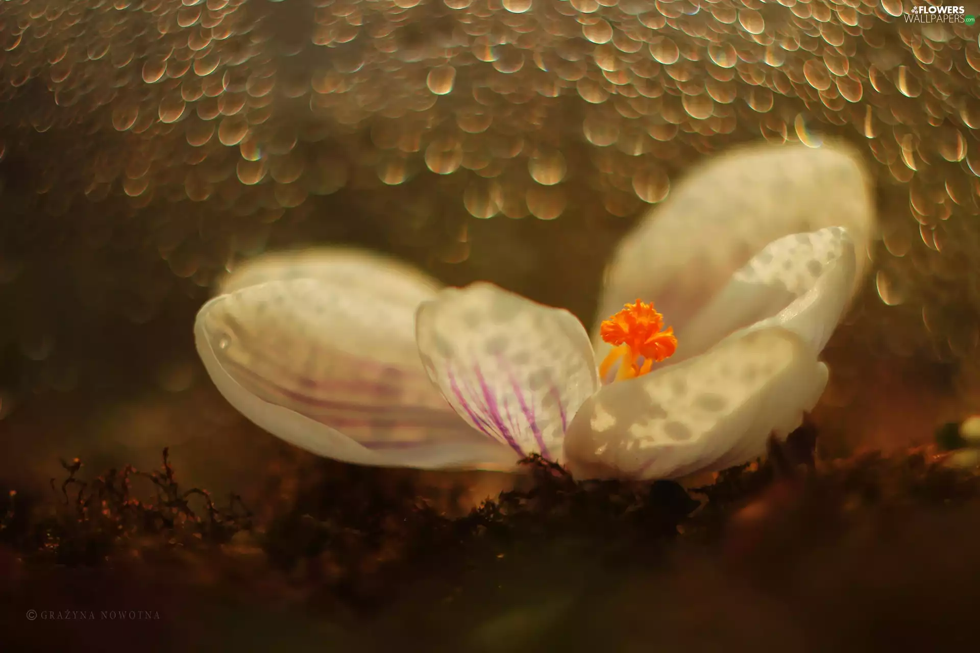 Bokeh, White, crocus