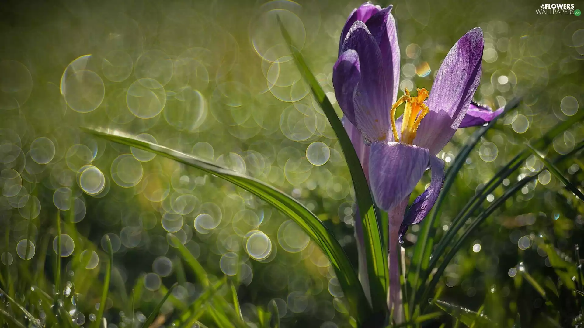 crocus, Bokeh