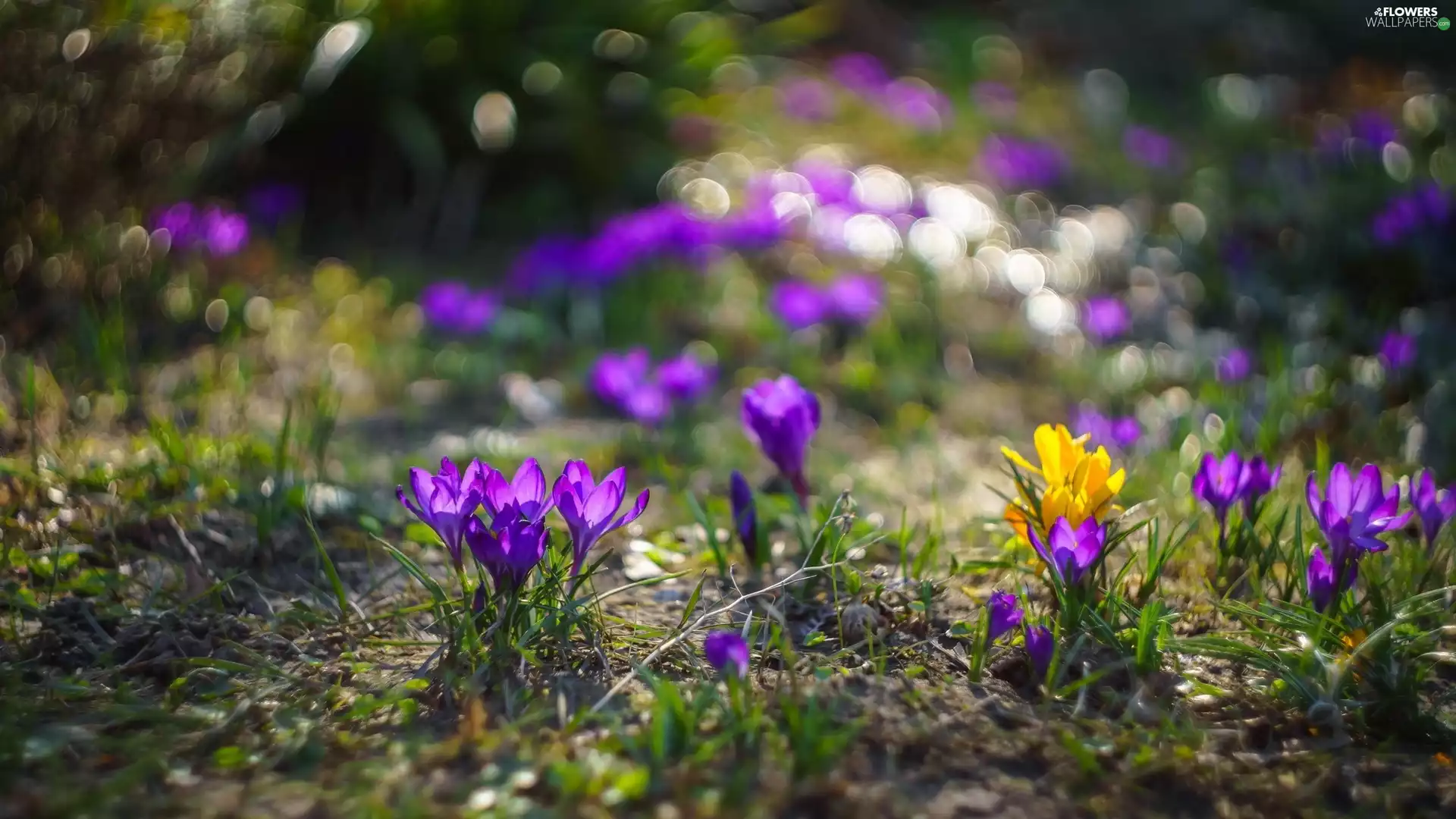 Bokeh, Flowers, crocuses