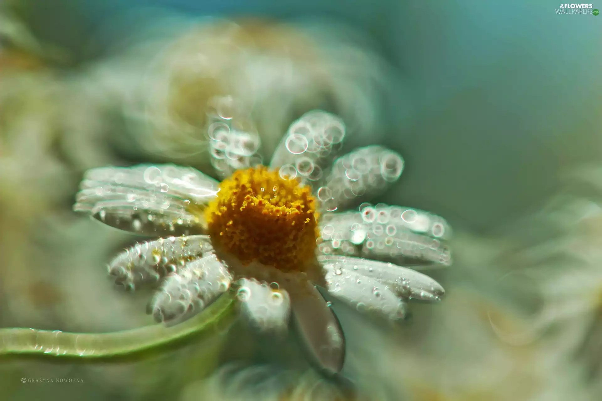 Daisy, Colourfull Flowers, Bokeh, White