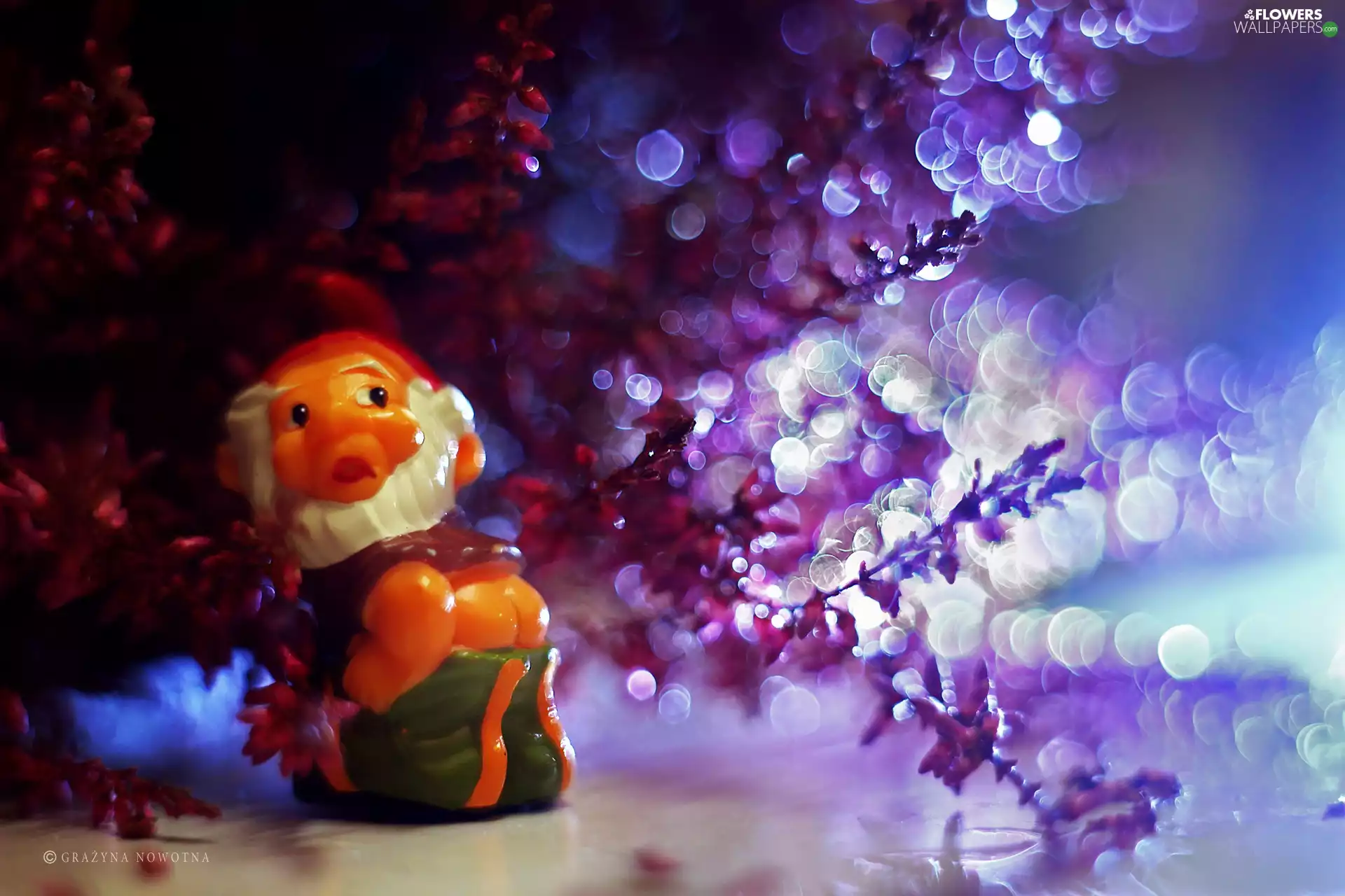 Bokeh, heather, dwarf