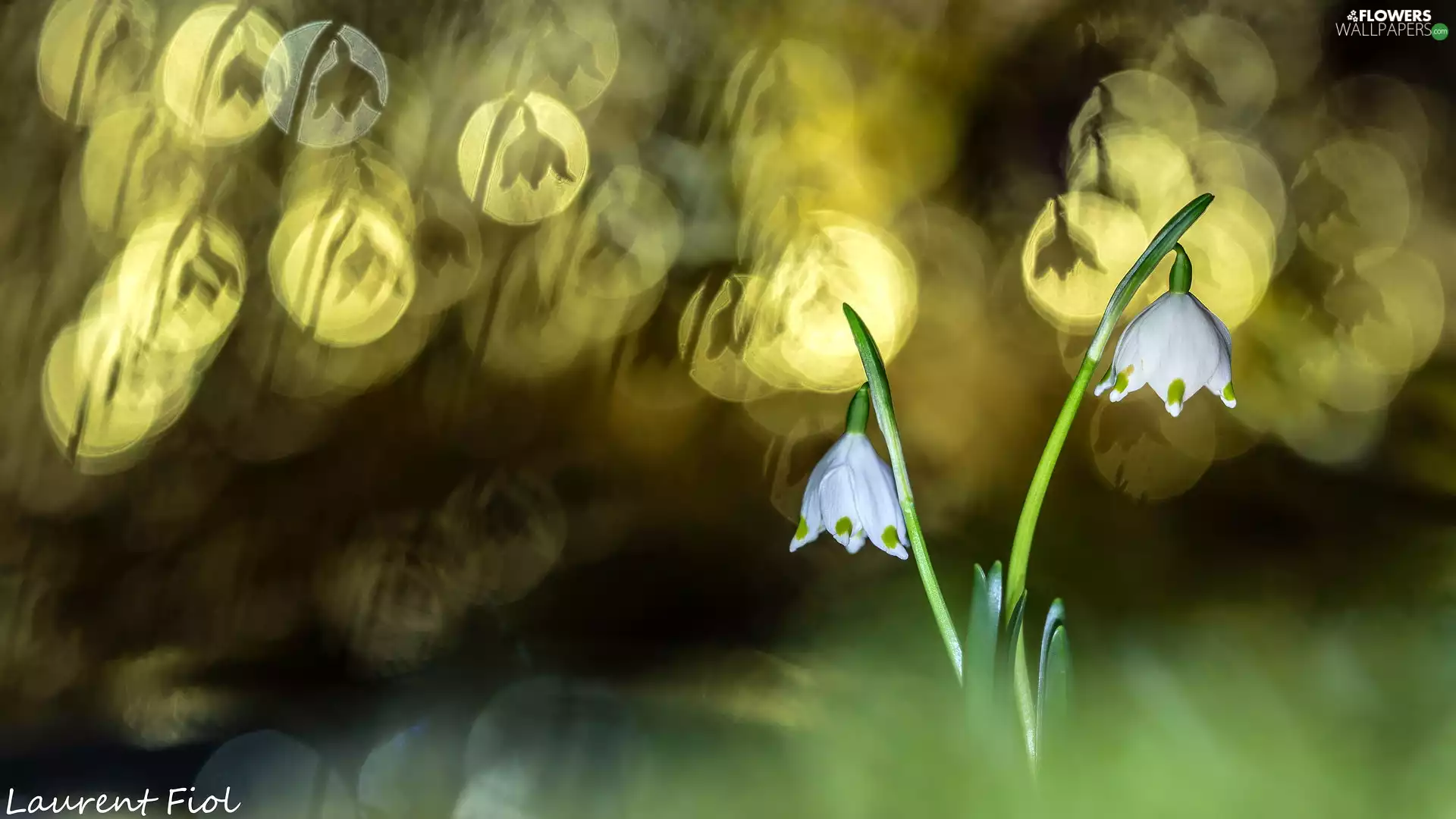Leucojum, Bokeh, Flowers, Two, White