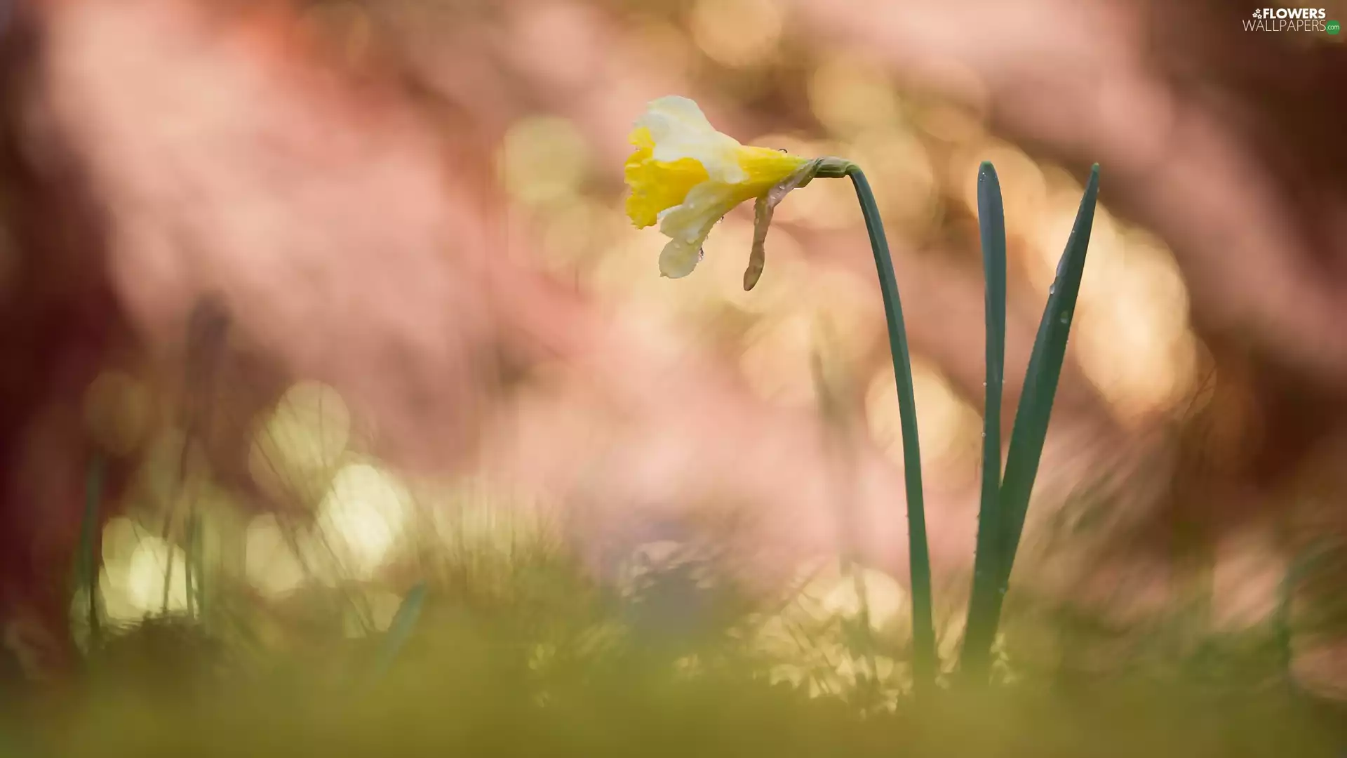 Bokeh, Flowers, Jonquil