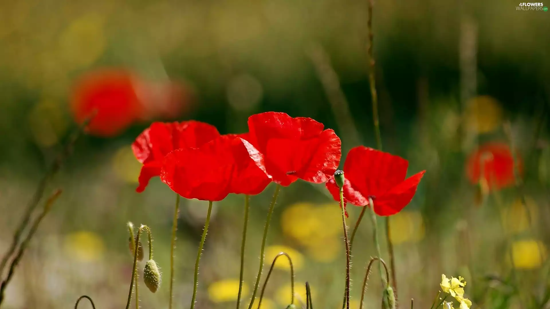 Bokeh, papavers, Meadow
