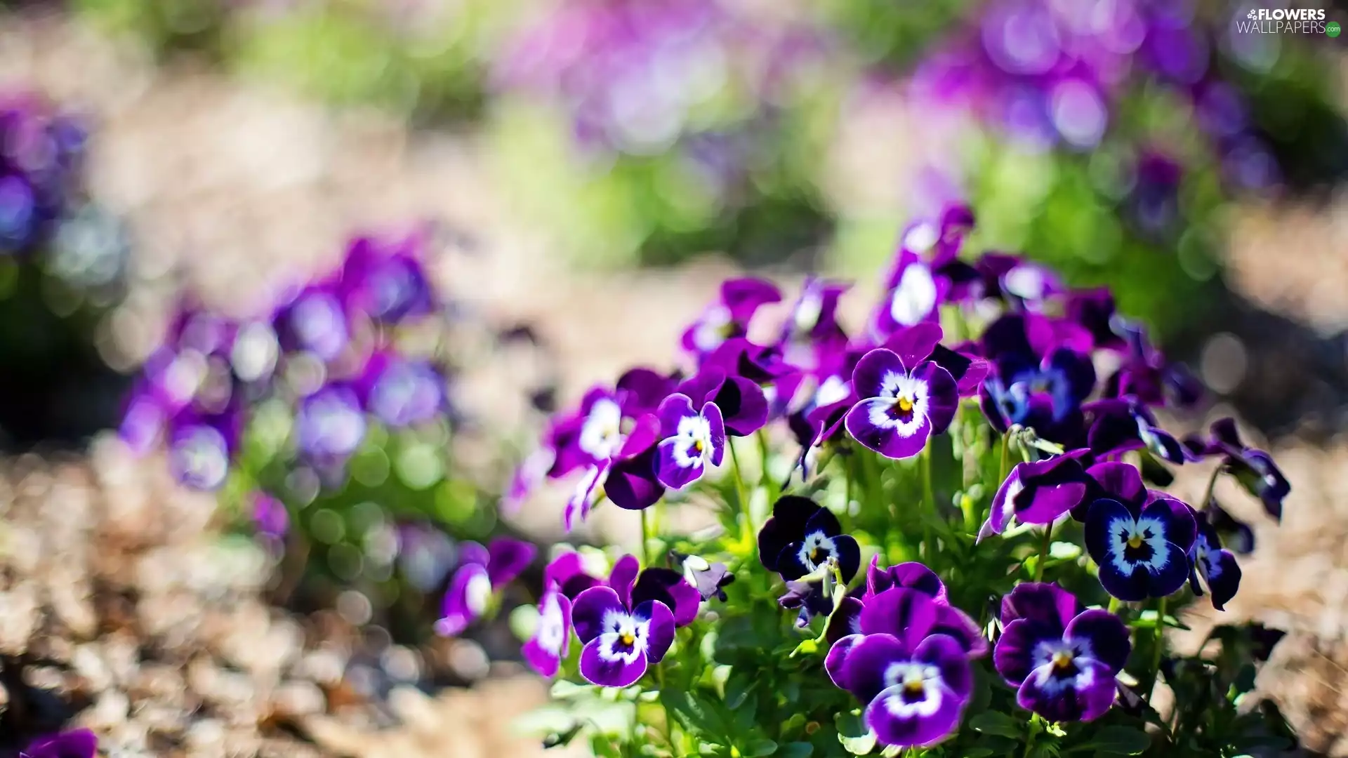 Bokeh, Flowers, pansies