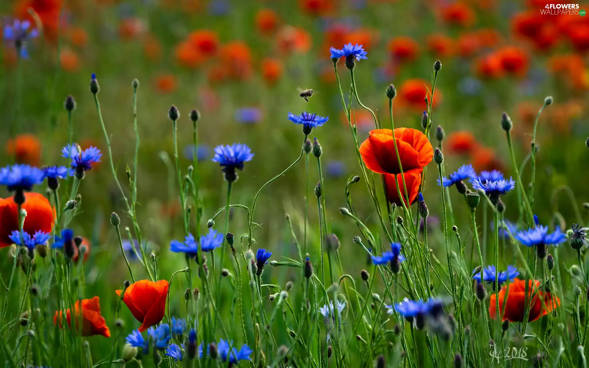 Buds, Bokeh, papavers, cornflowers, Meadow