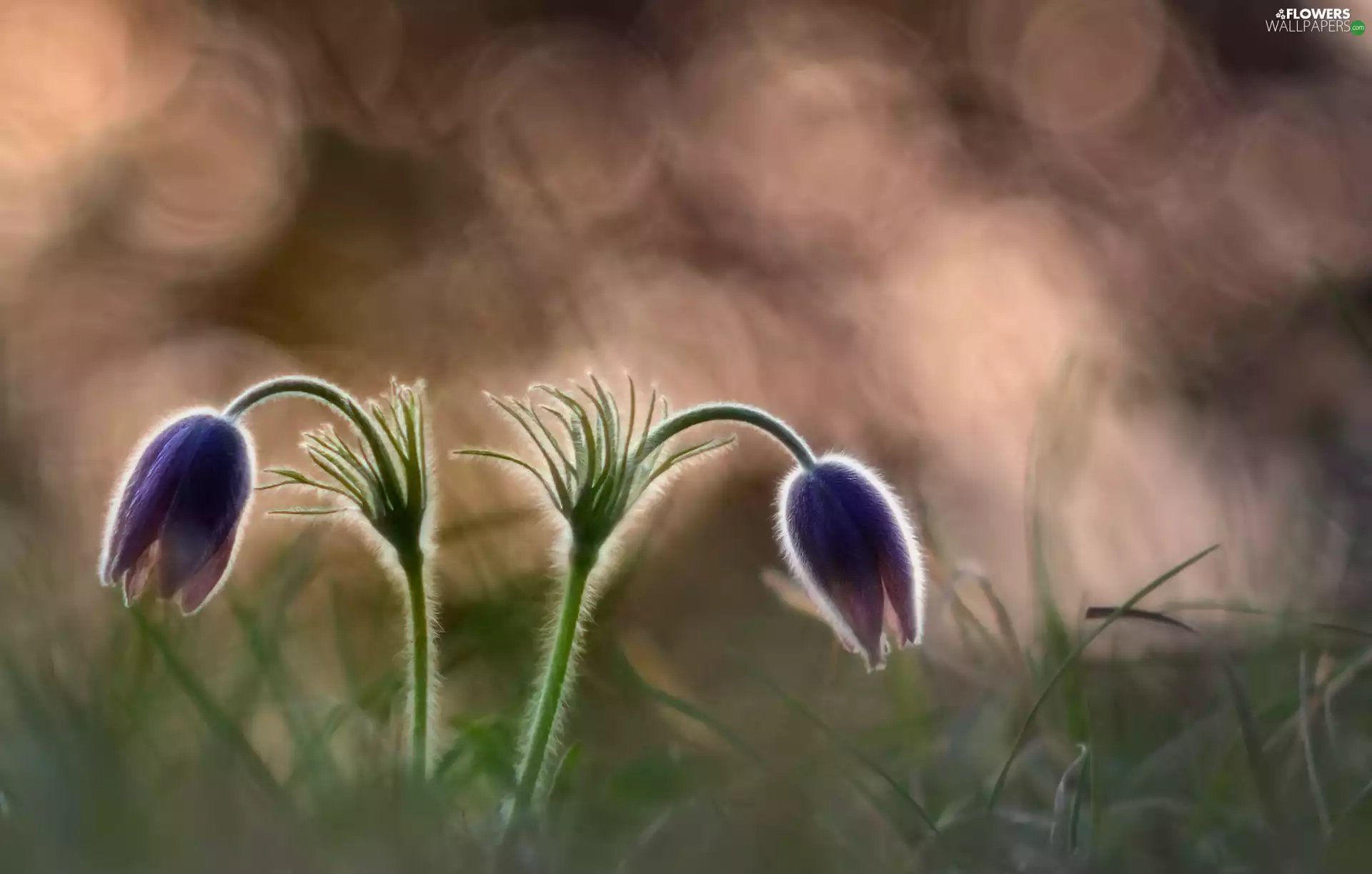 Bokeh, Flowers, pasque
