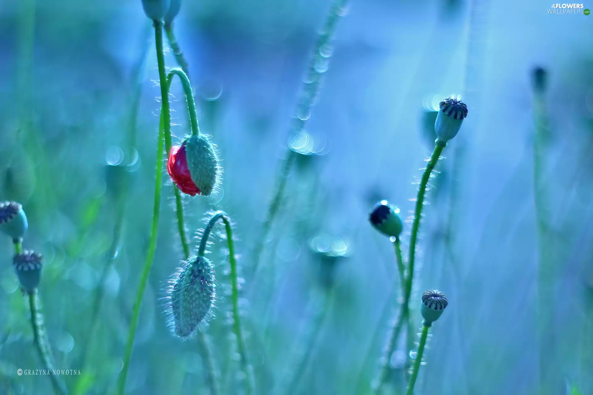 Poppies, Flowers, Bokeh, Buds