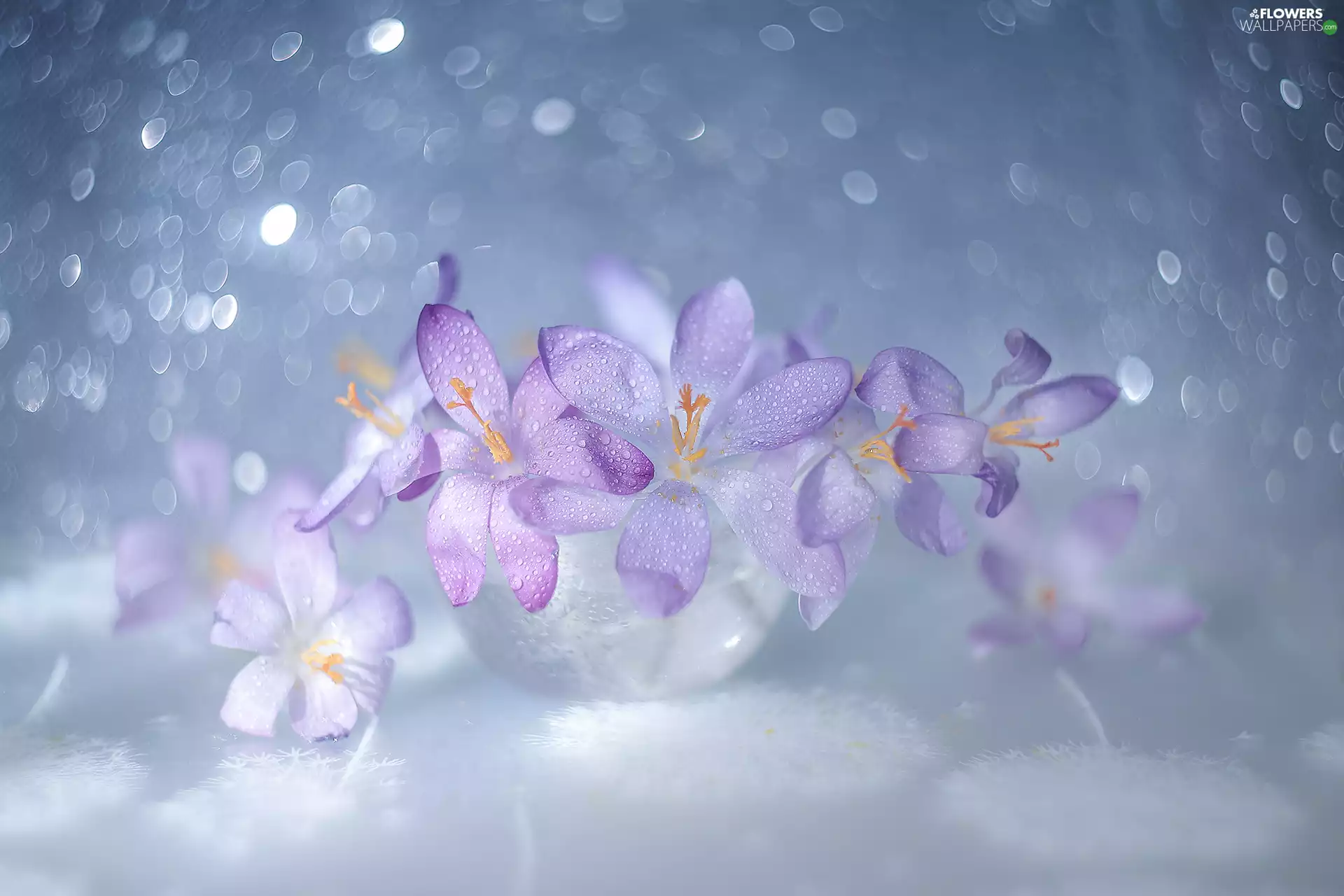 Flowers, crocuses, dish, Bokeh, glass, purple