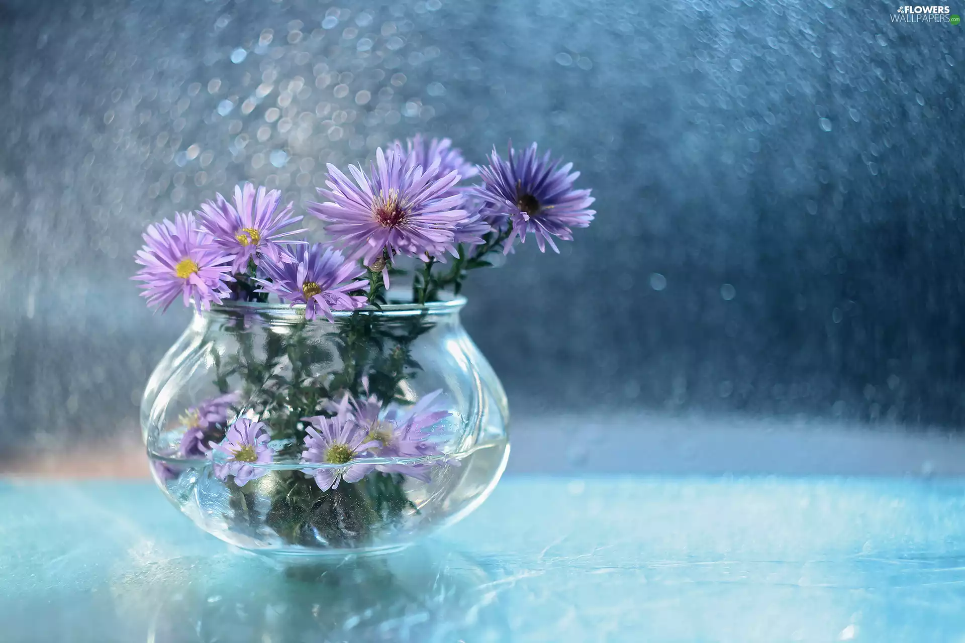 purple, vase, Bokeh, Astra