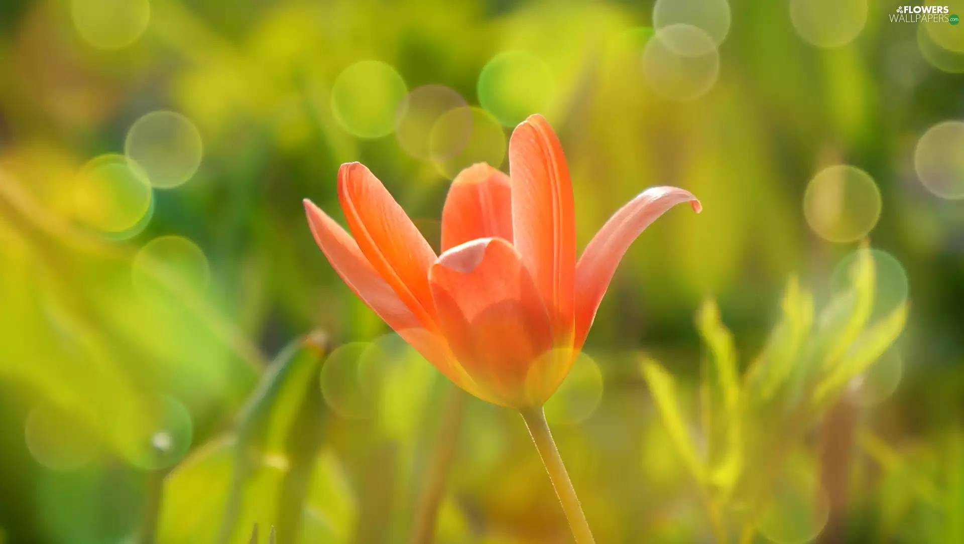 Bokeh, tulip, Red