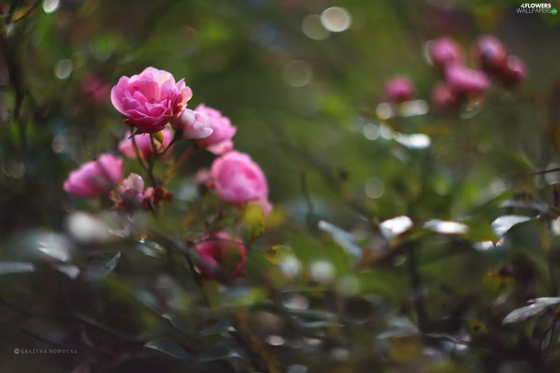 Bokeh, Pink, rose