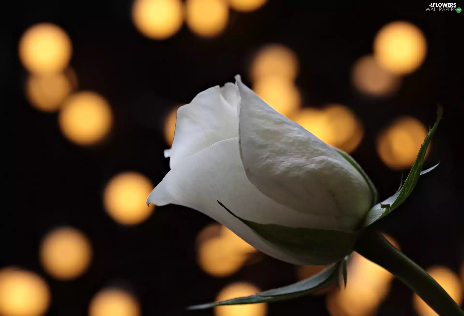 background, Bokeh, rose, bud, White