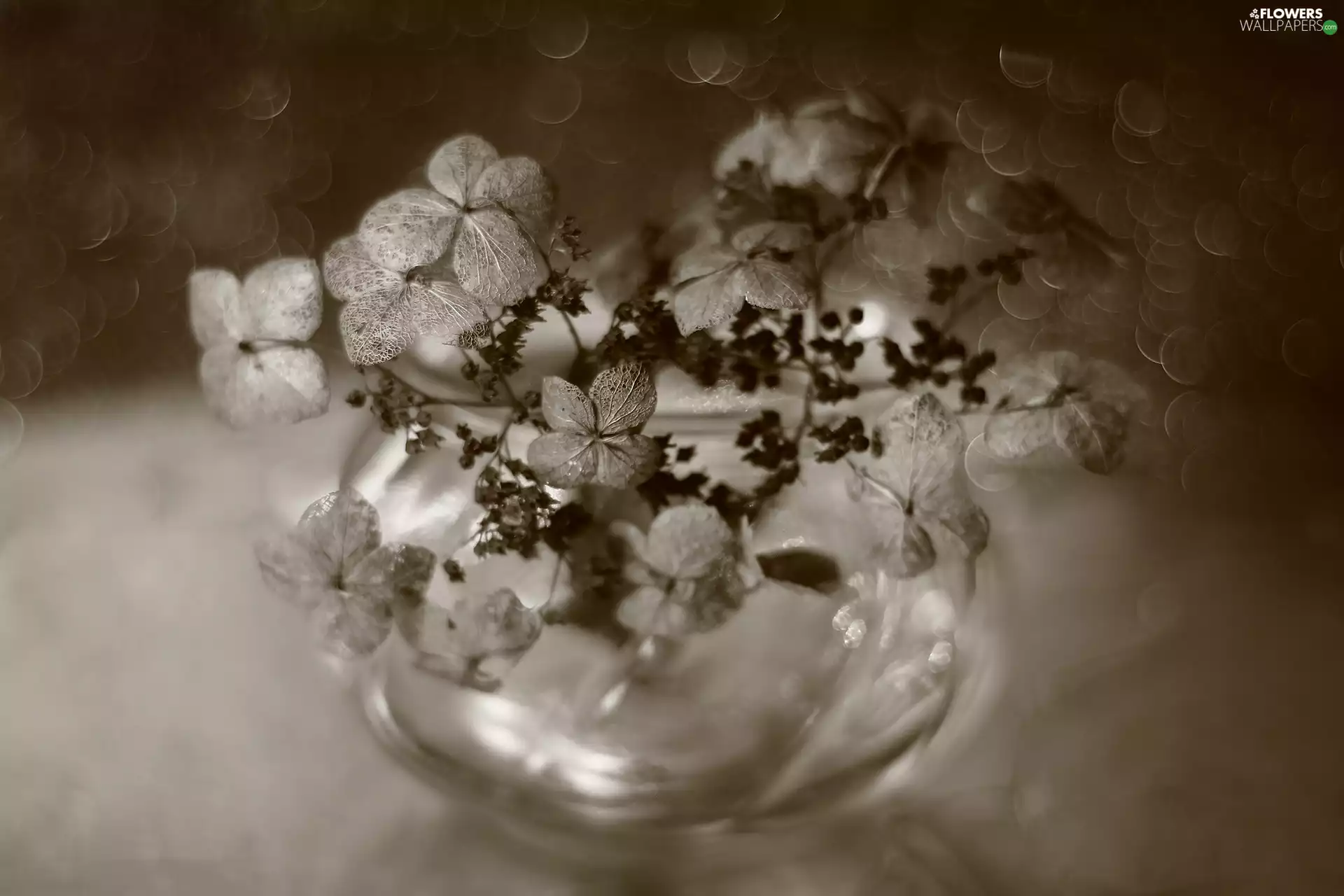 Flowers, hydrangea, Bokeh, sepia, vase, dry