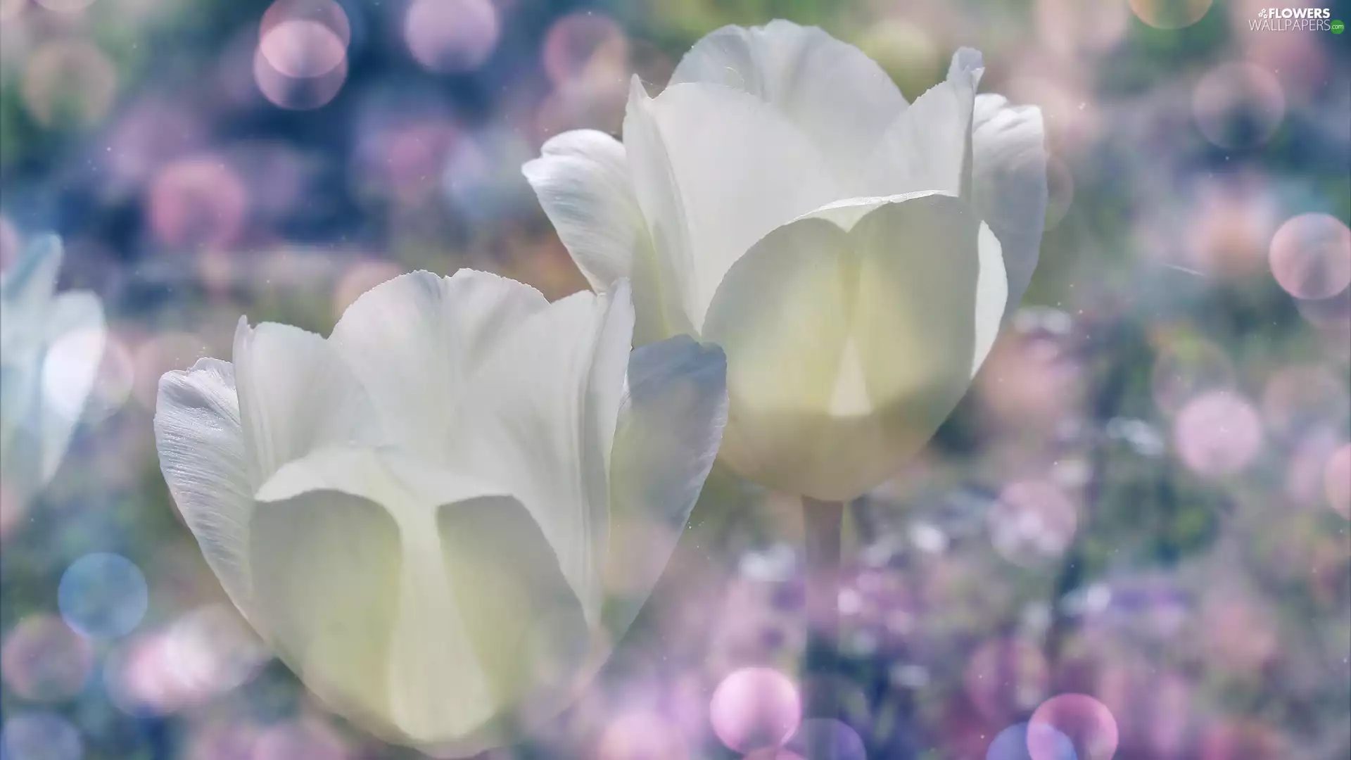 Bokeh, White, Tulips
