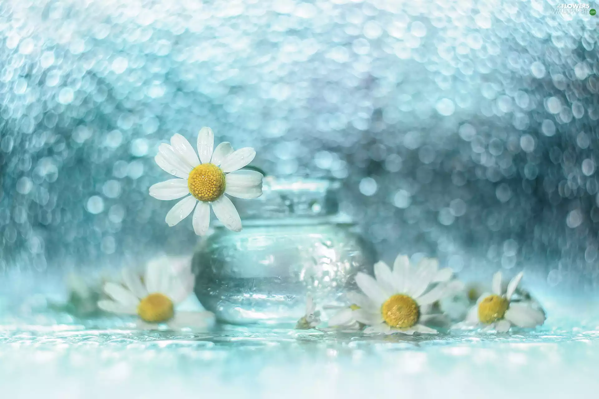 White, decoration, Bokeh, vase, Flowers, chamomile