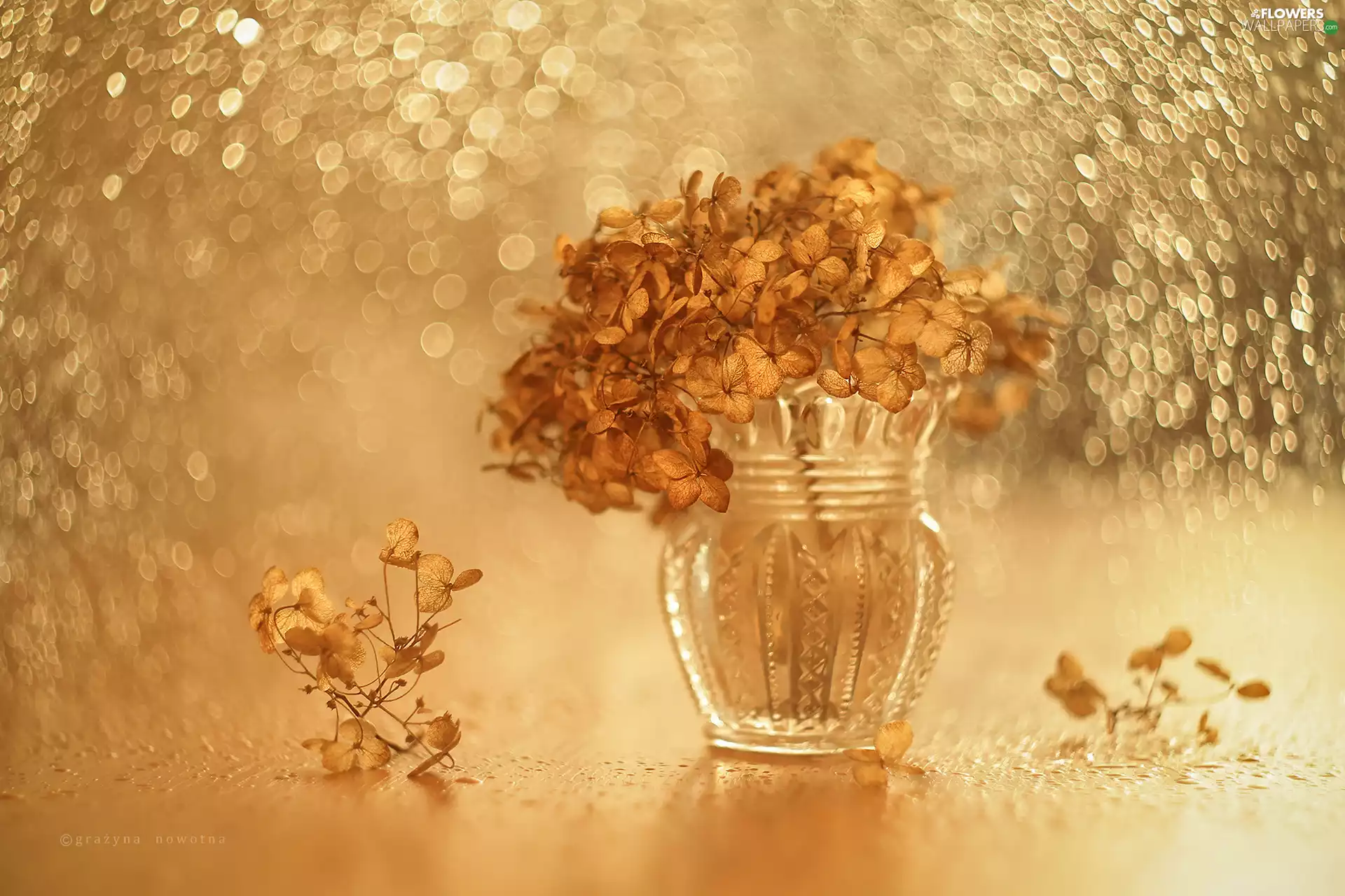 Bokeh, vase, dry, Flowers, hydrangea