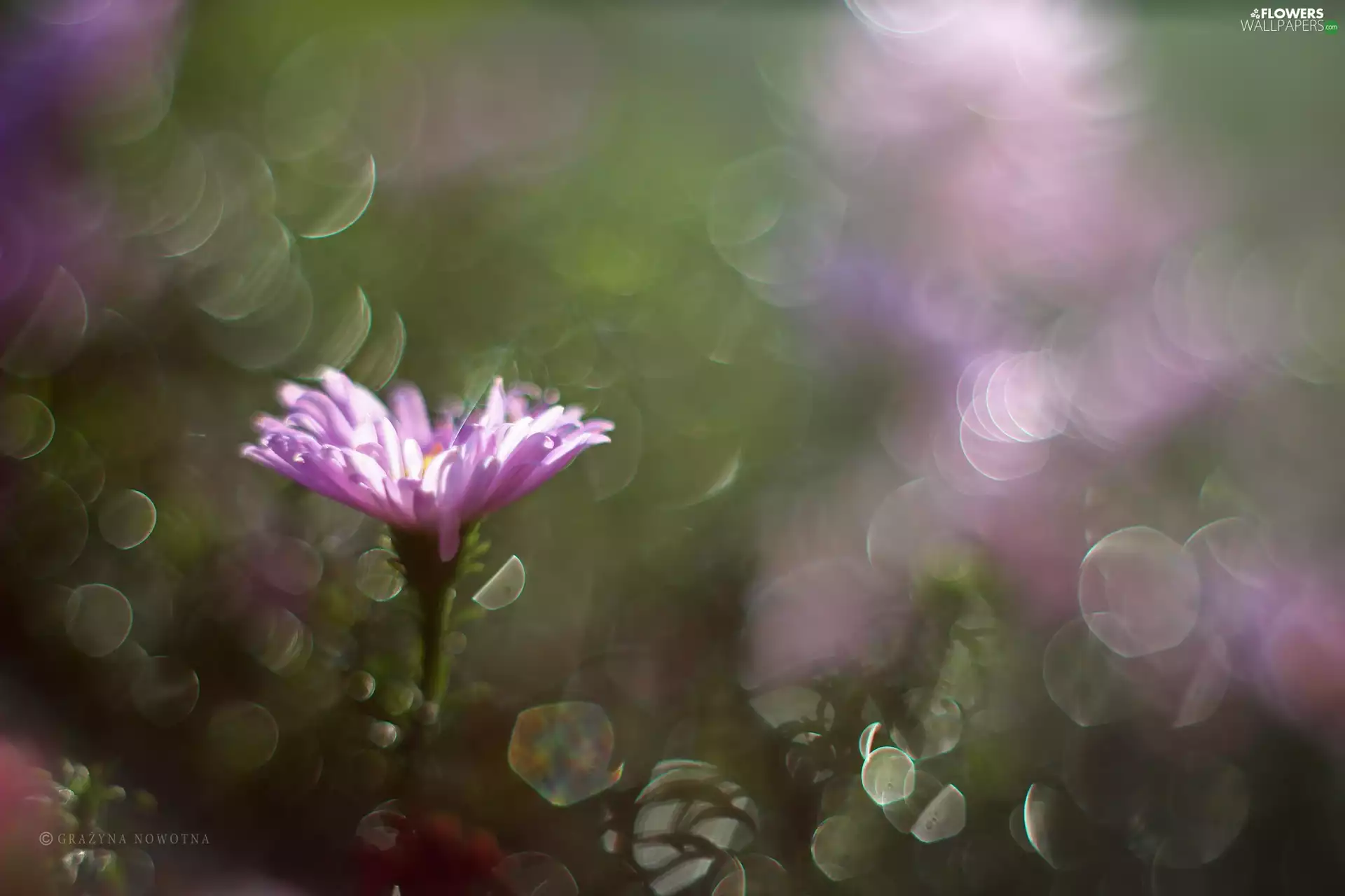 Bokeh, Aster, Violet