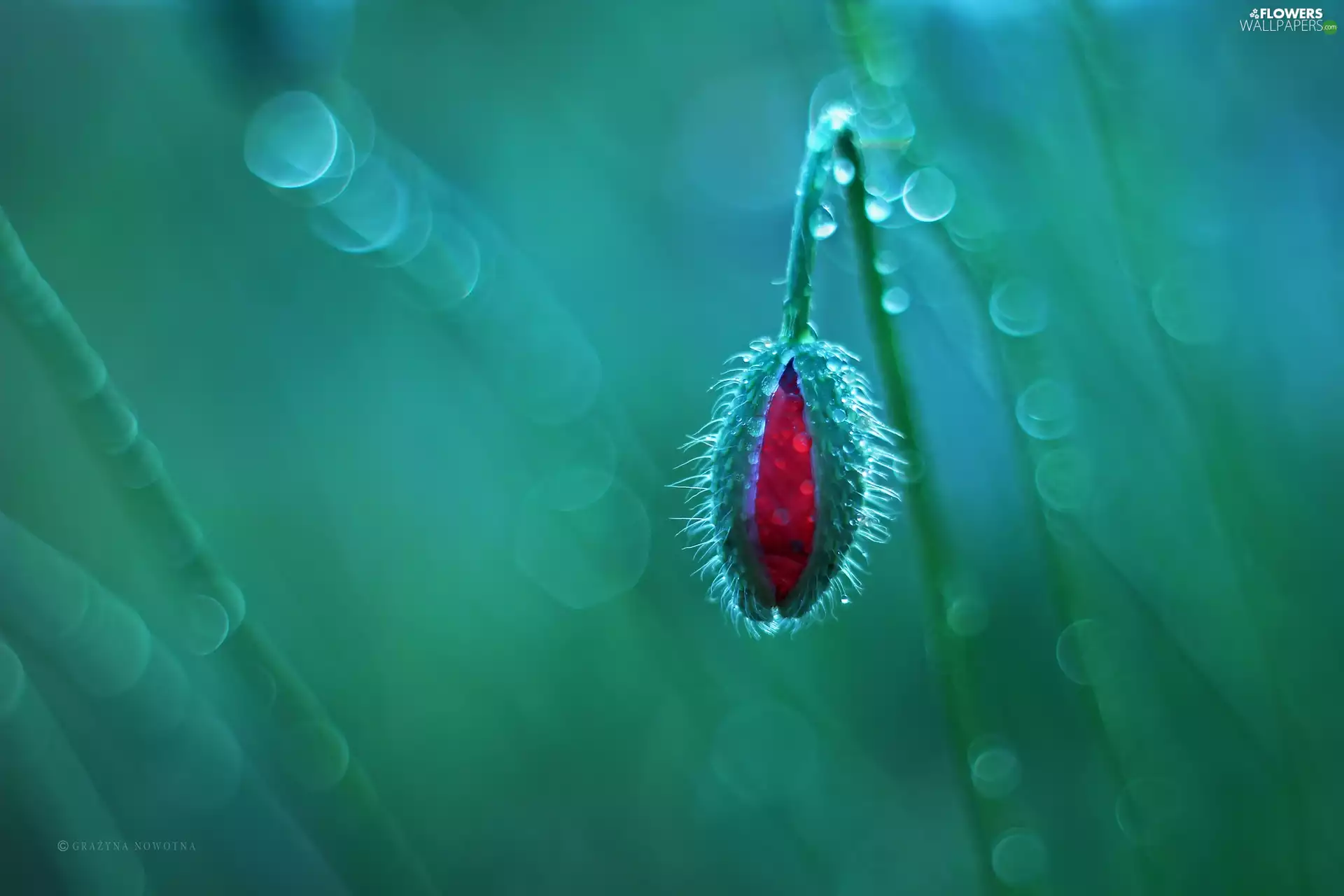 red weed, bud, Bokeh, Red