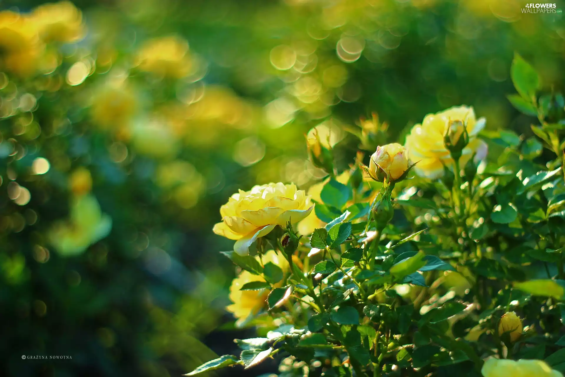 Yellow, Flowers, Bokeh, roses