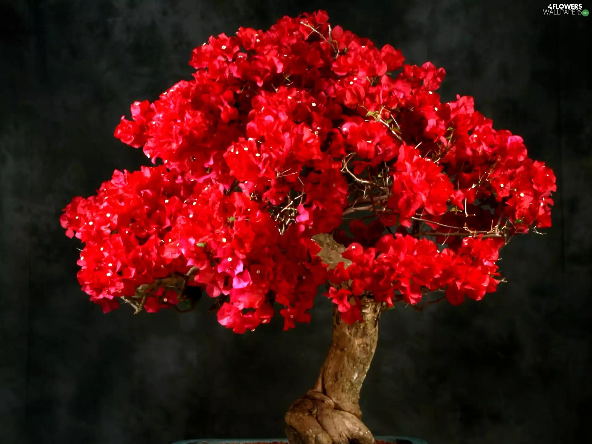 Red, sapling, Bonsai, Bougainvillea