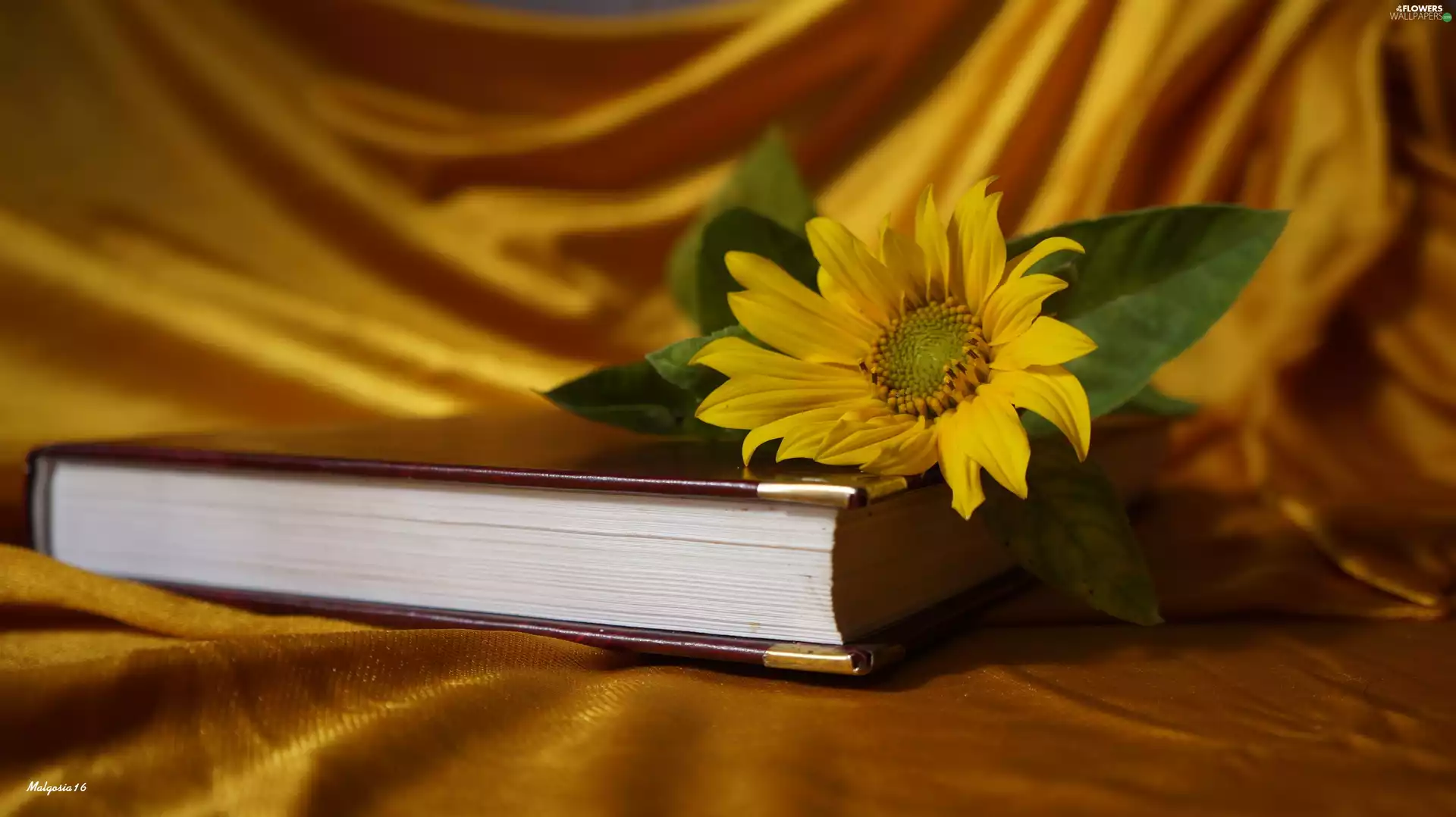 Book, Sunflower decorative