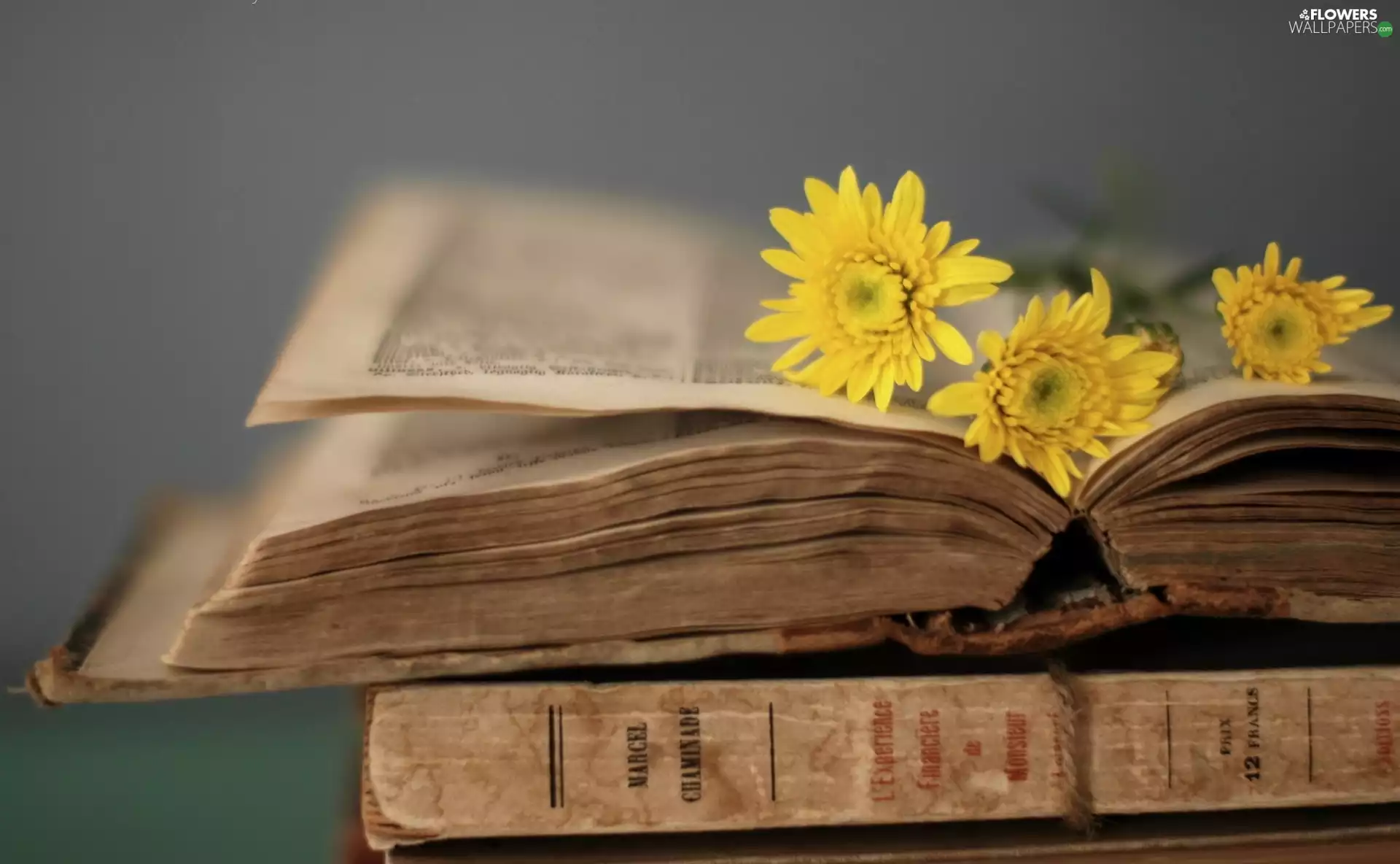 Book, Yellow, gerberas