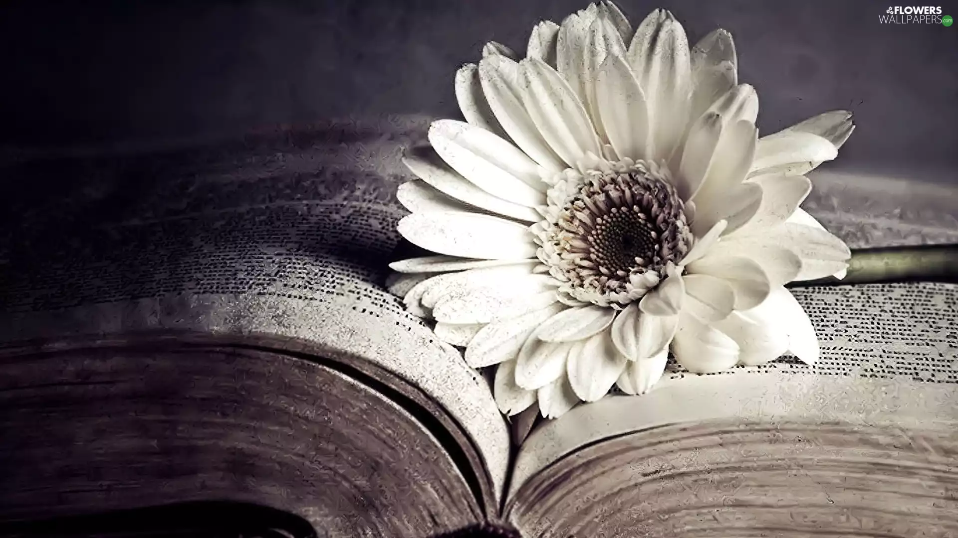 Gerbera, Book