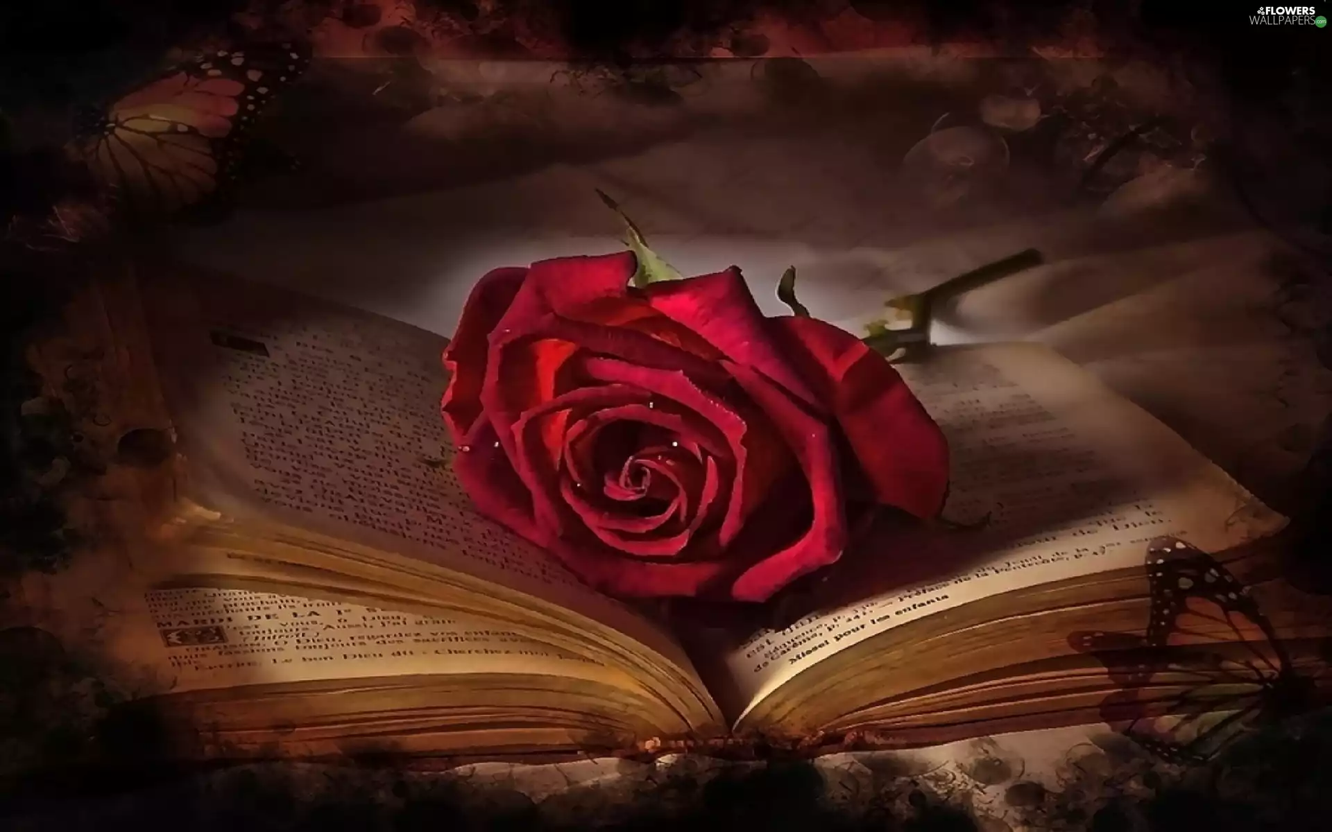 Book, rose, open