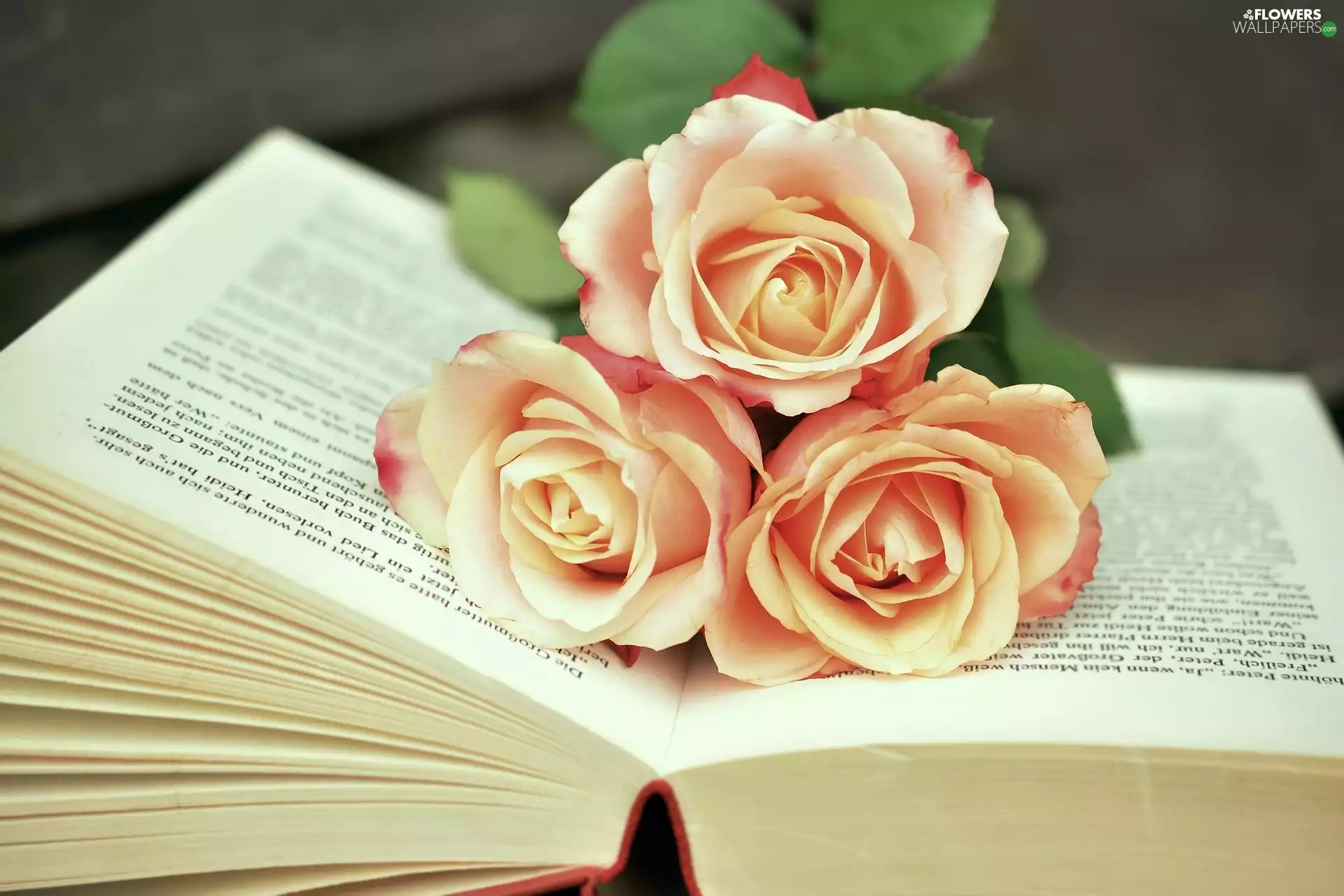 Book, roses, open