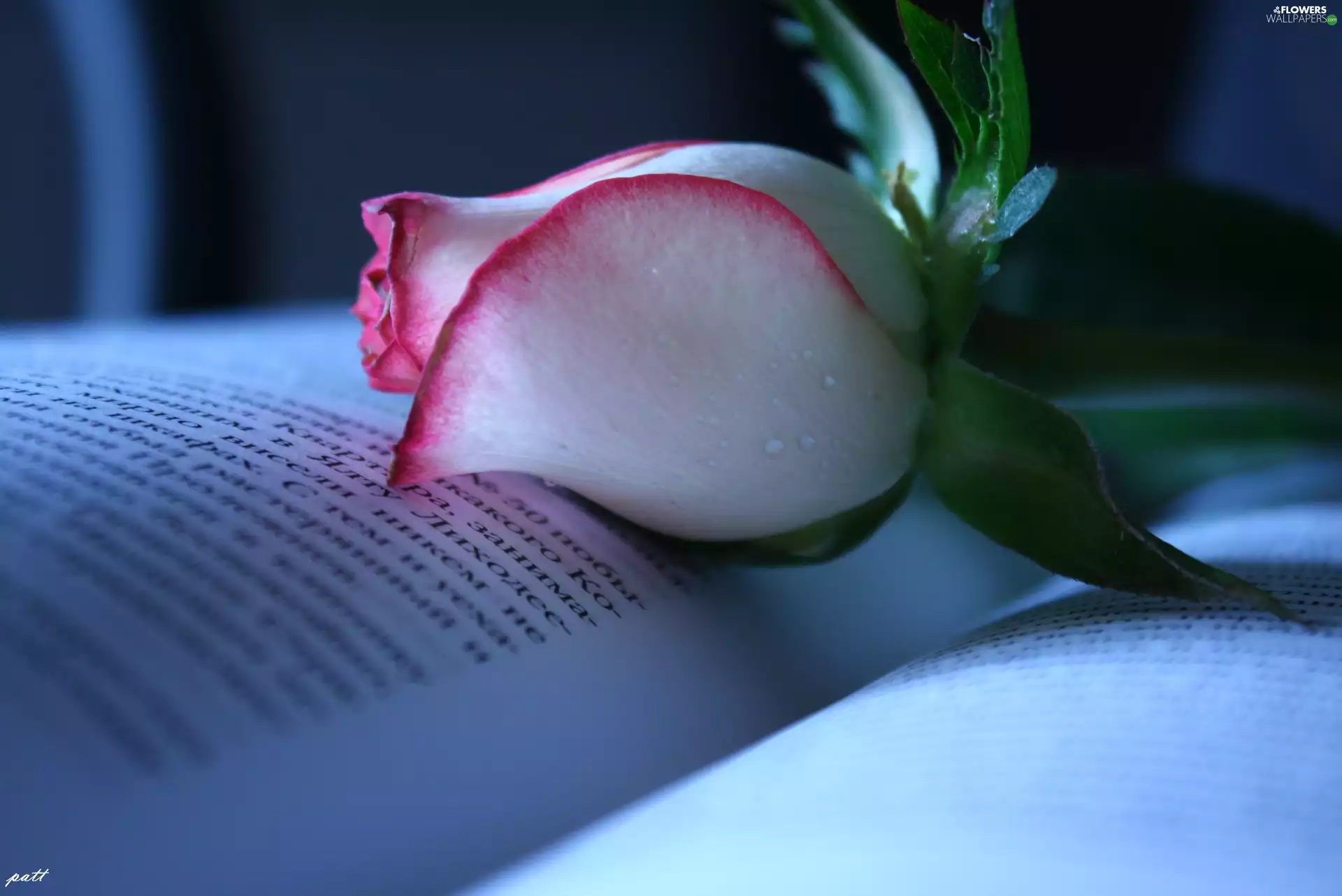 rose, Book, Pink, bud, white