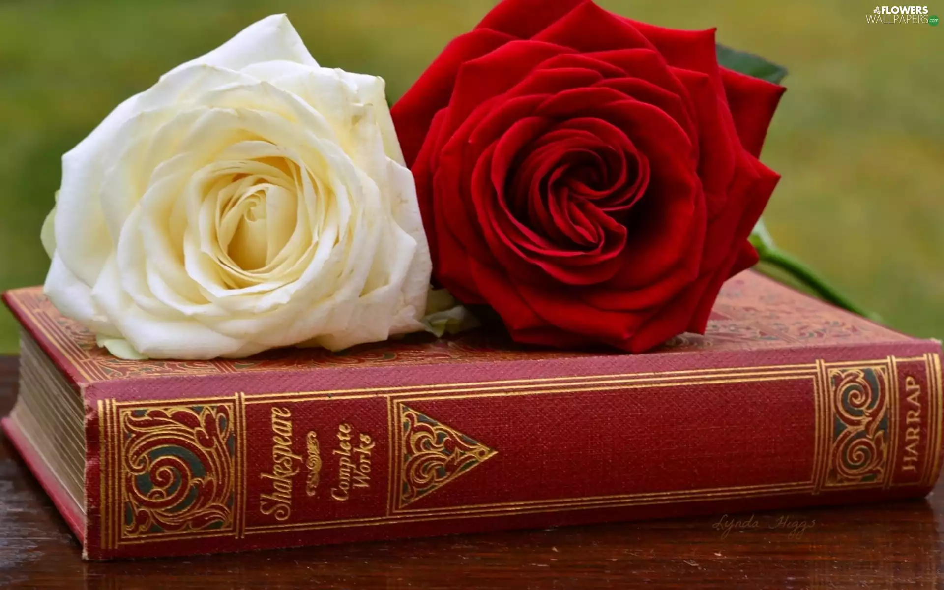 Book, composition, red hot, rose, White